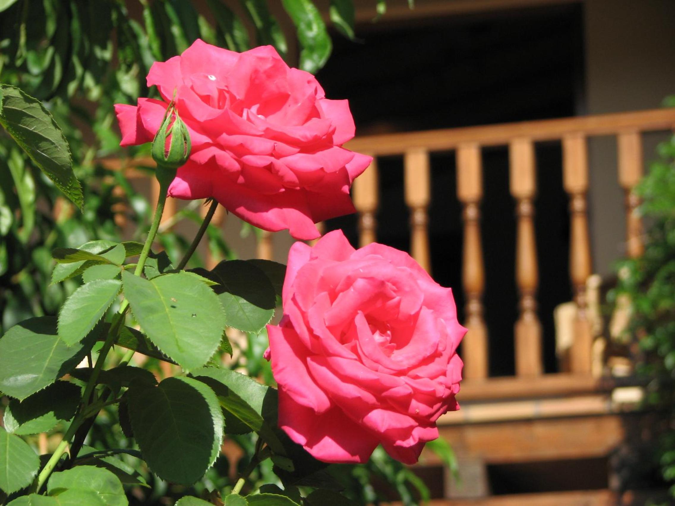 Photo 25