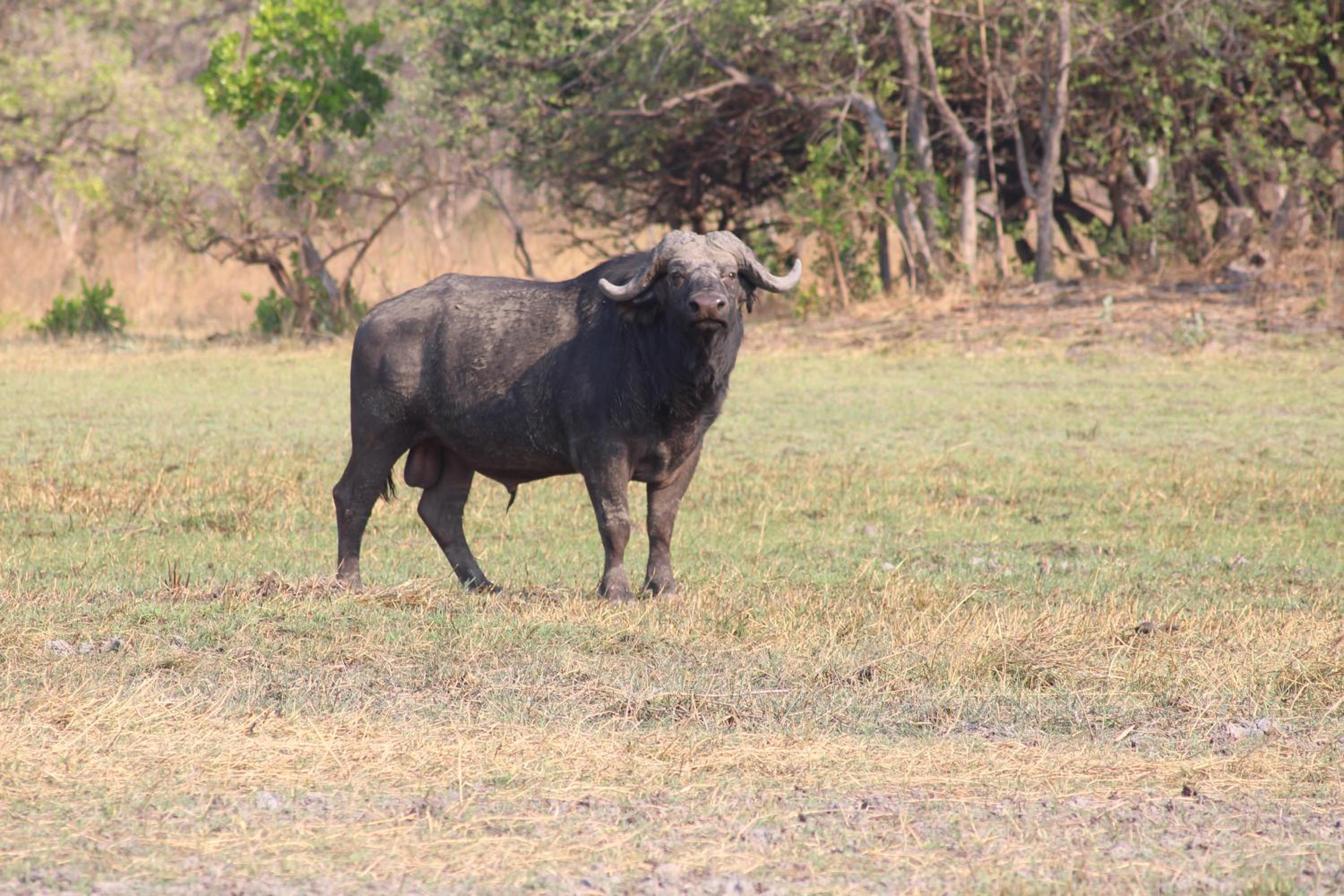 Chaminuka Lodge