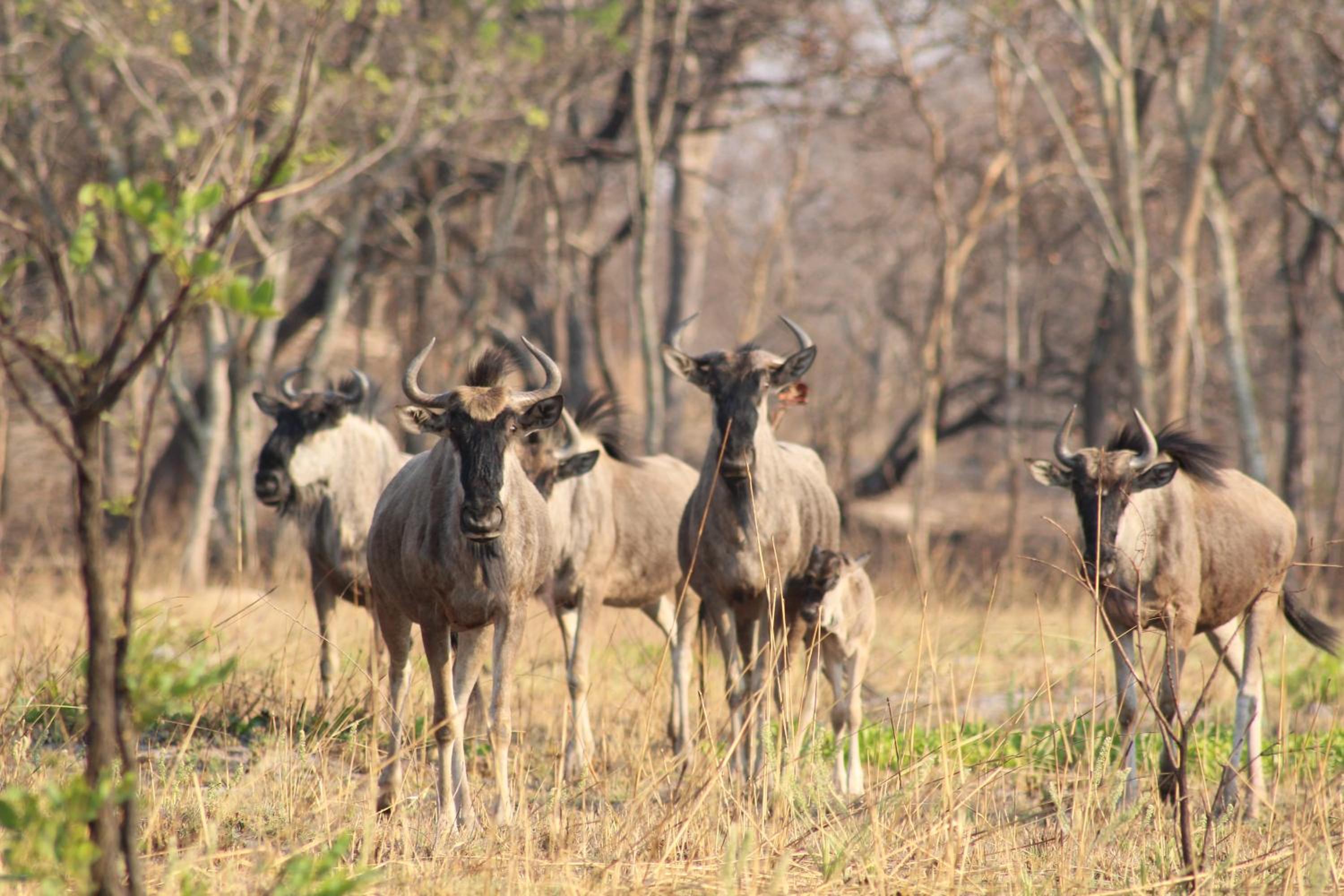 Chaminuka Lodge