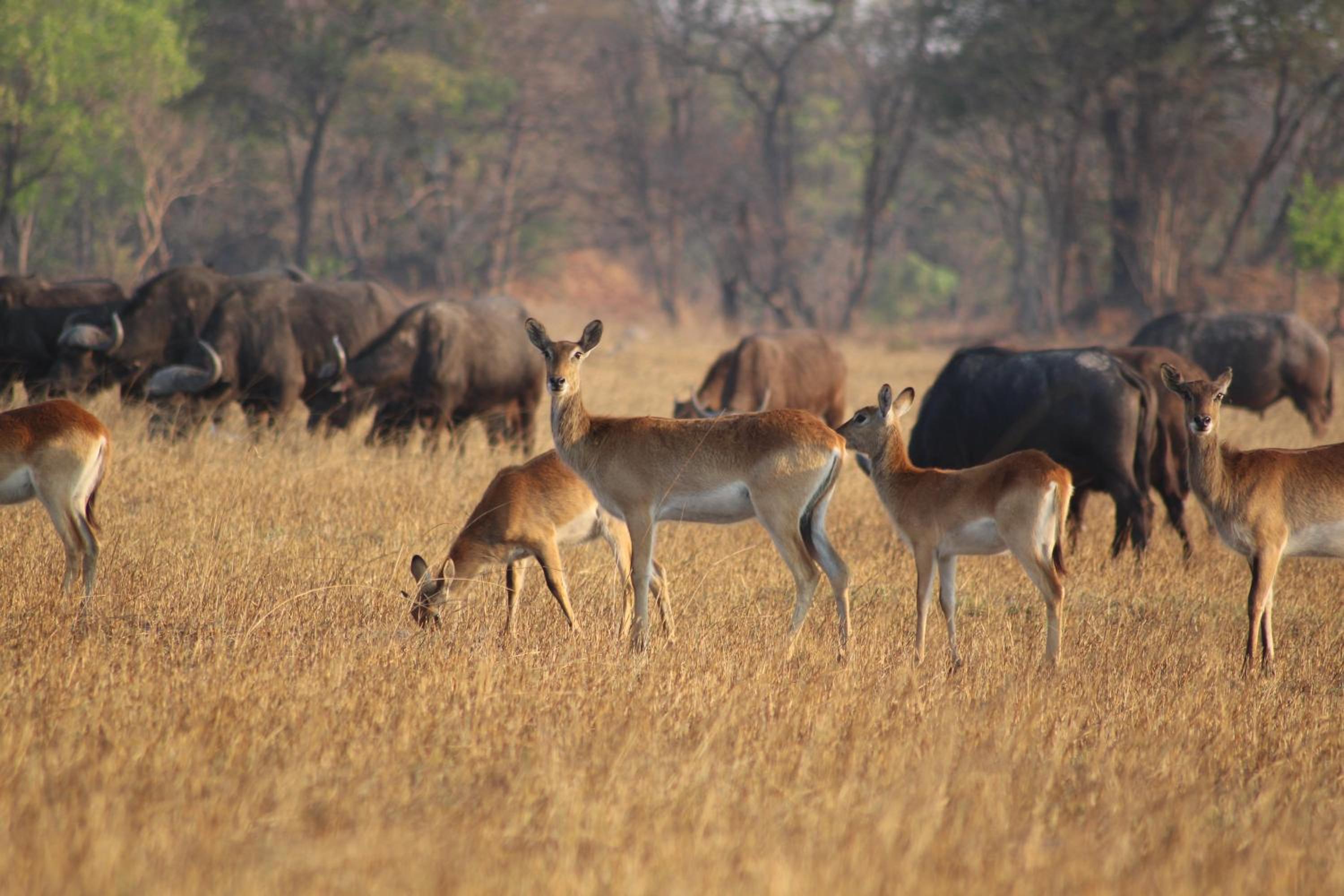 Chaminuka Lodge