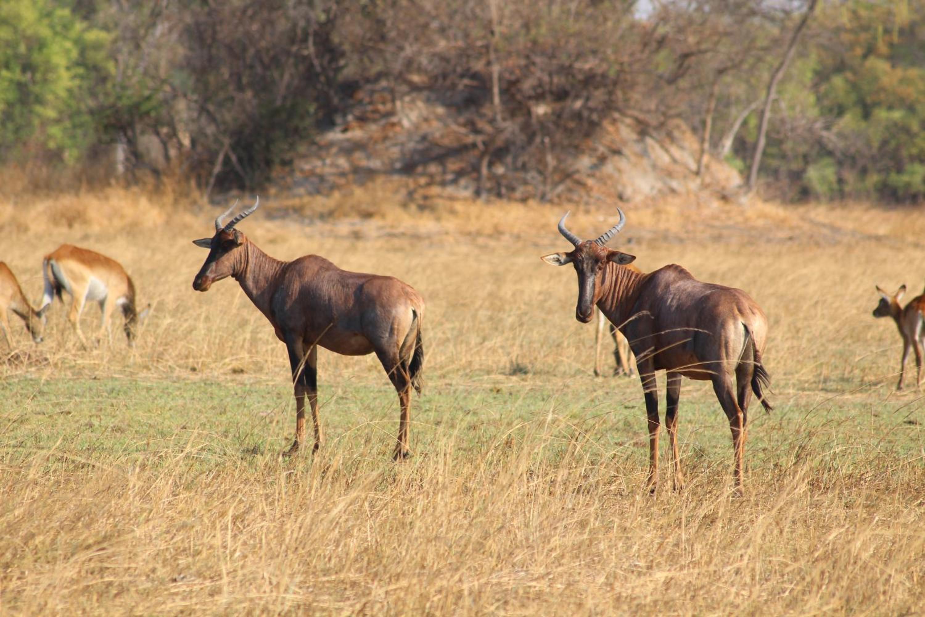Chaminuka Lodge