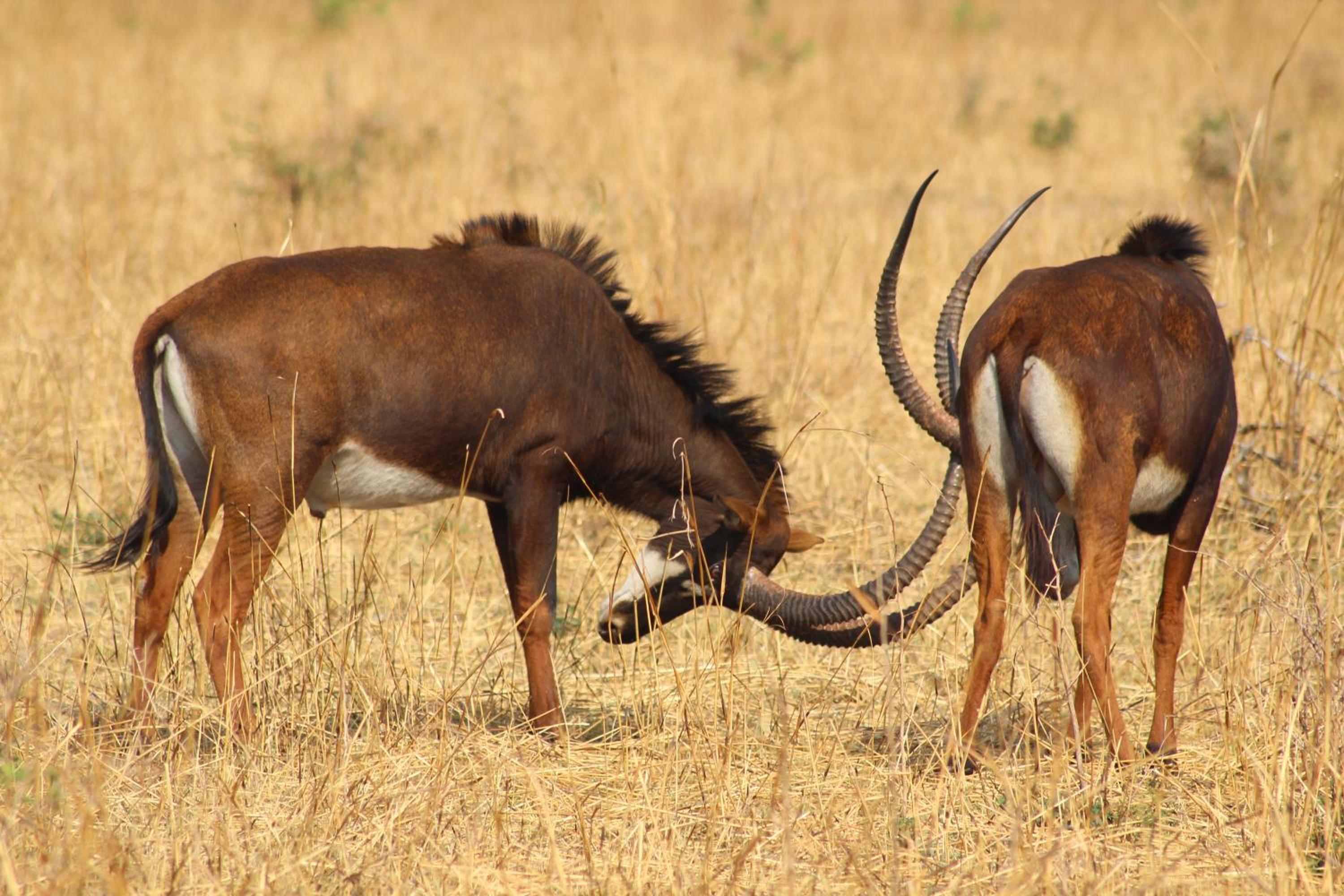 Chaminuka Lodge