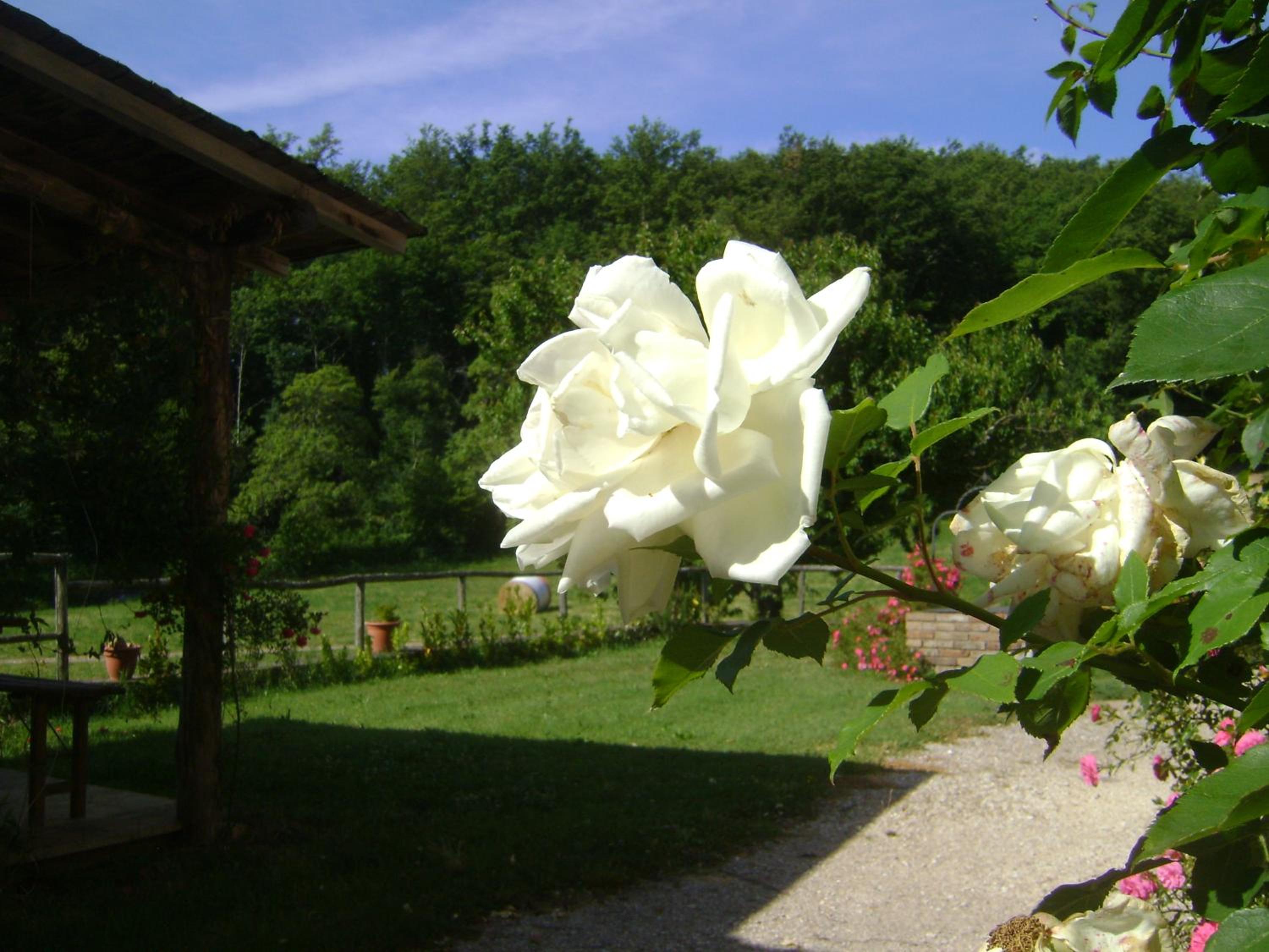 Photo 42