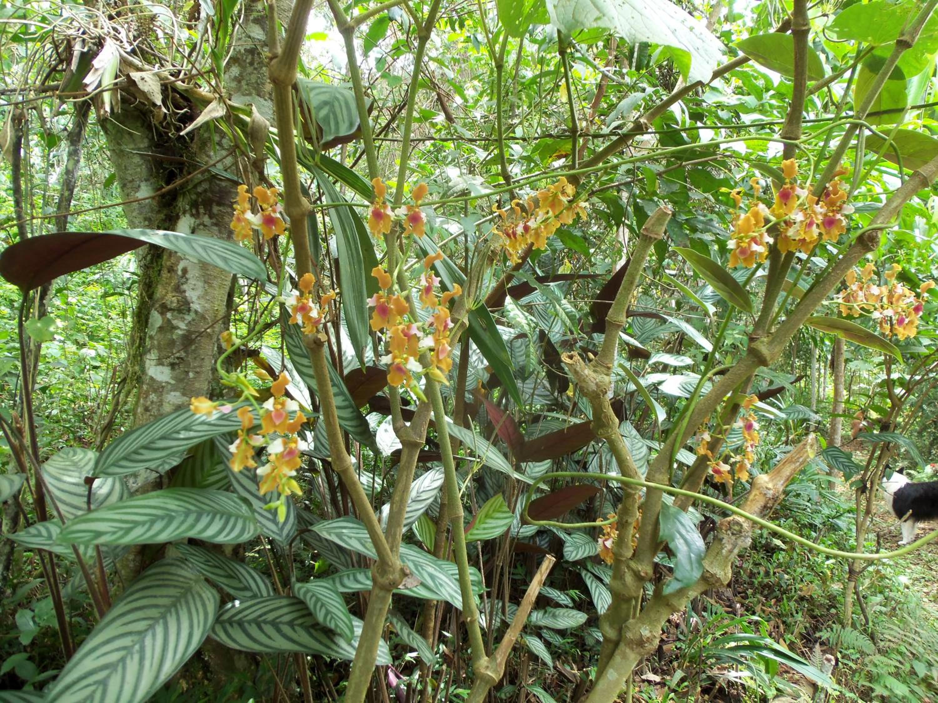 Refugio de Orquídeas