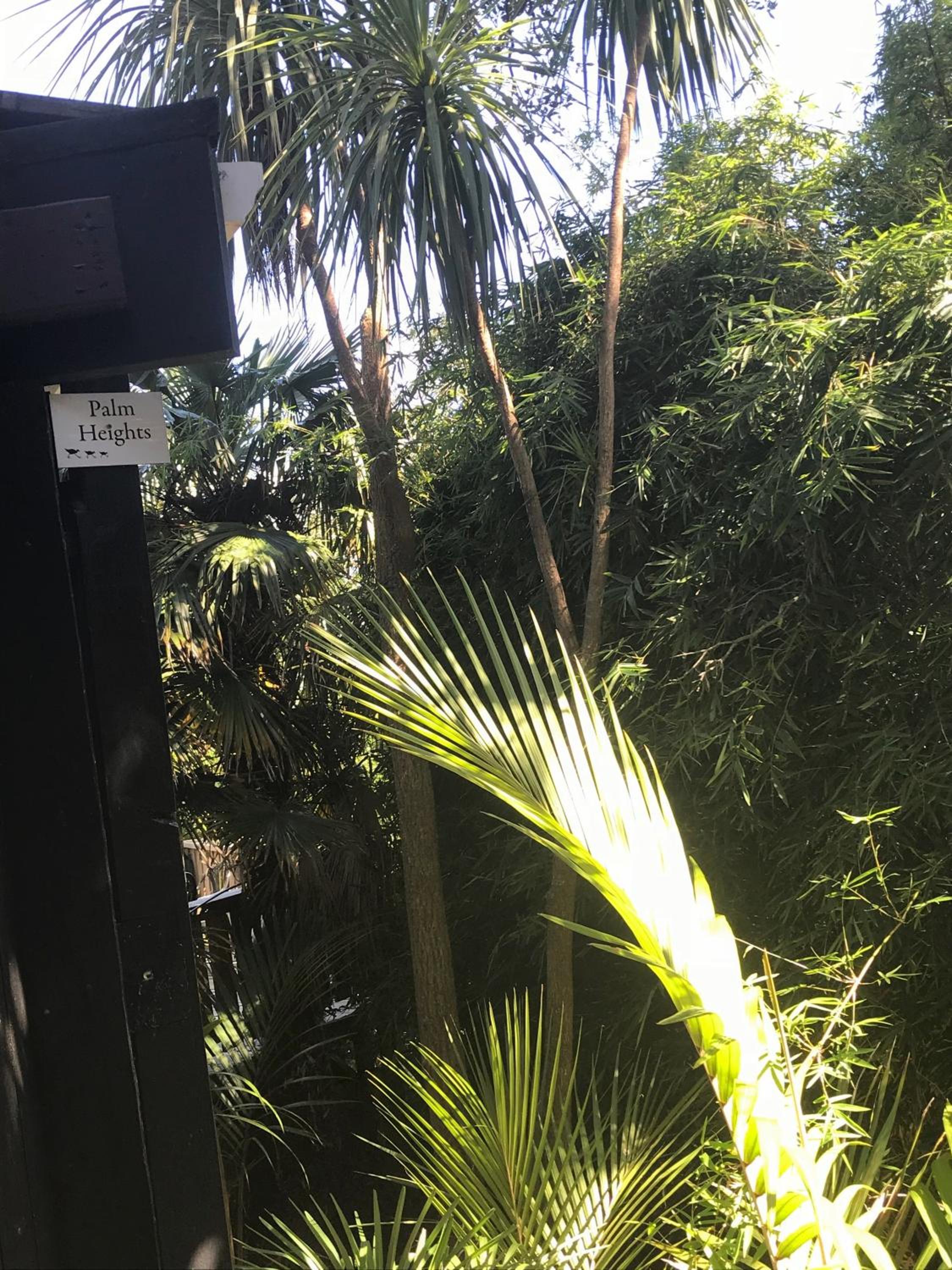 Palm Heights