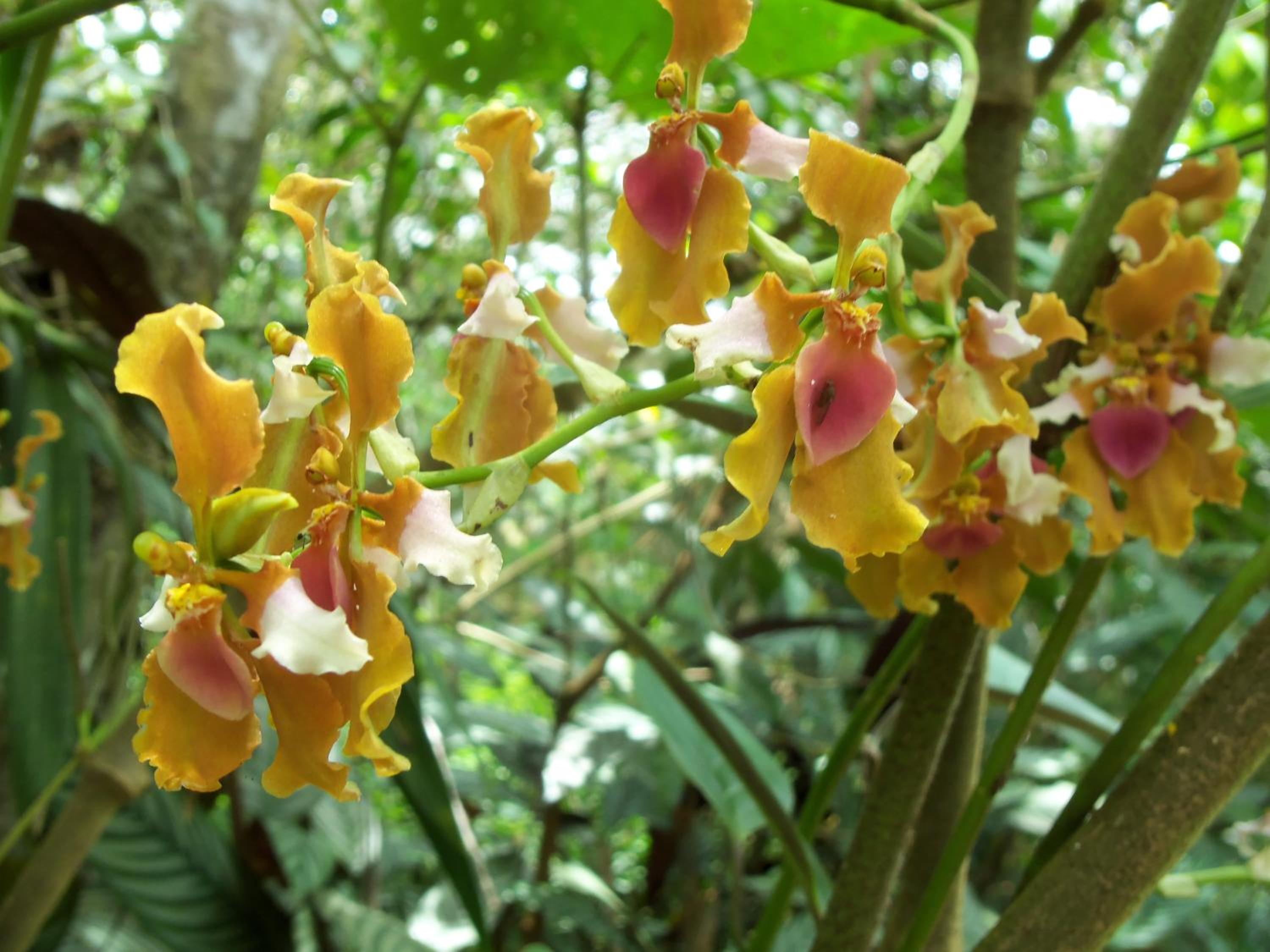 Refugio de Orquídeas