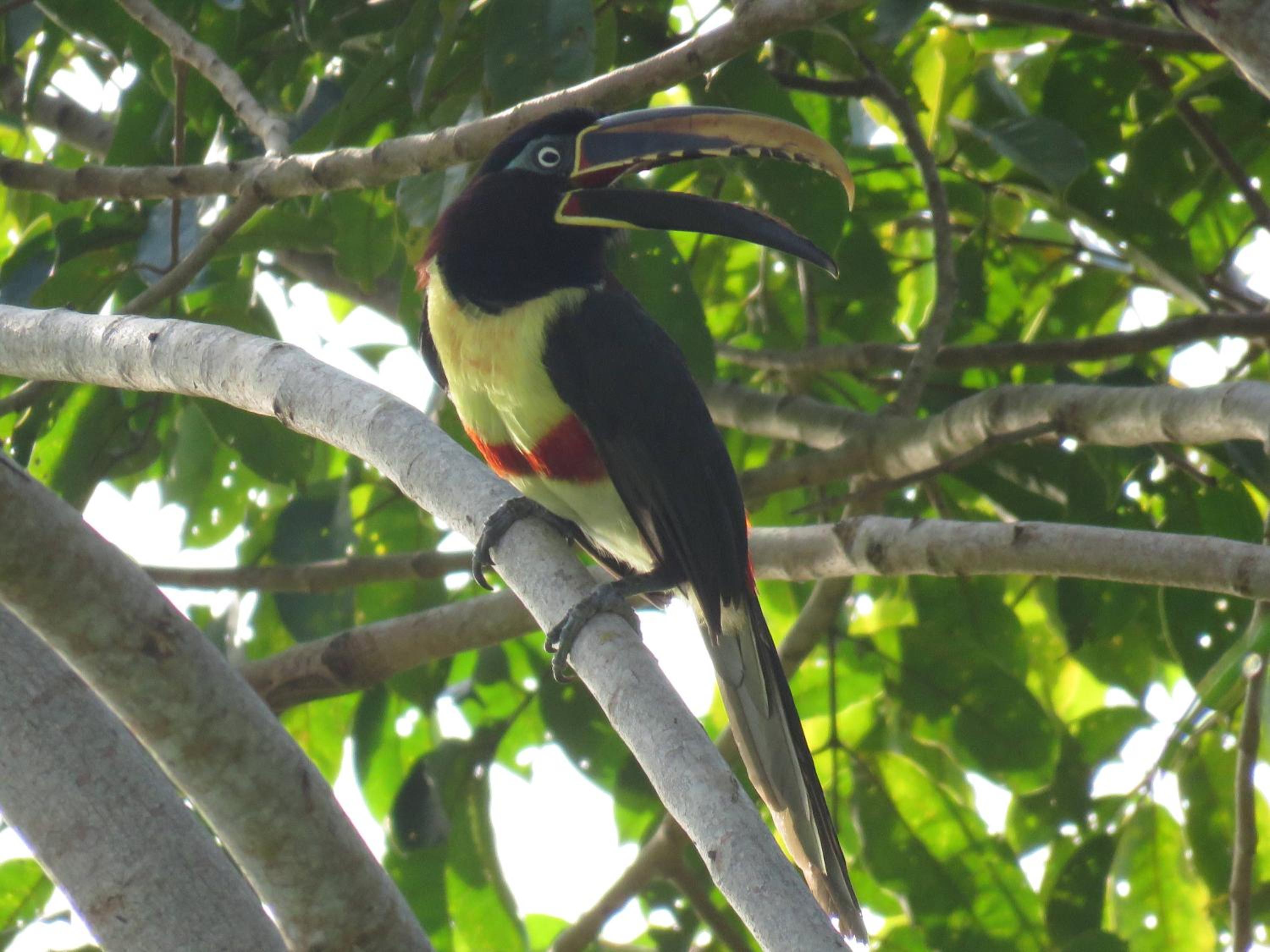 Alta Vista Amazon Lodge