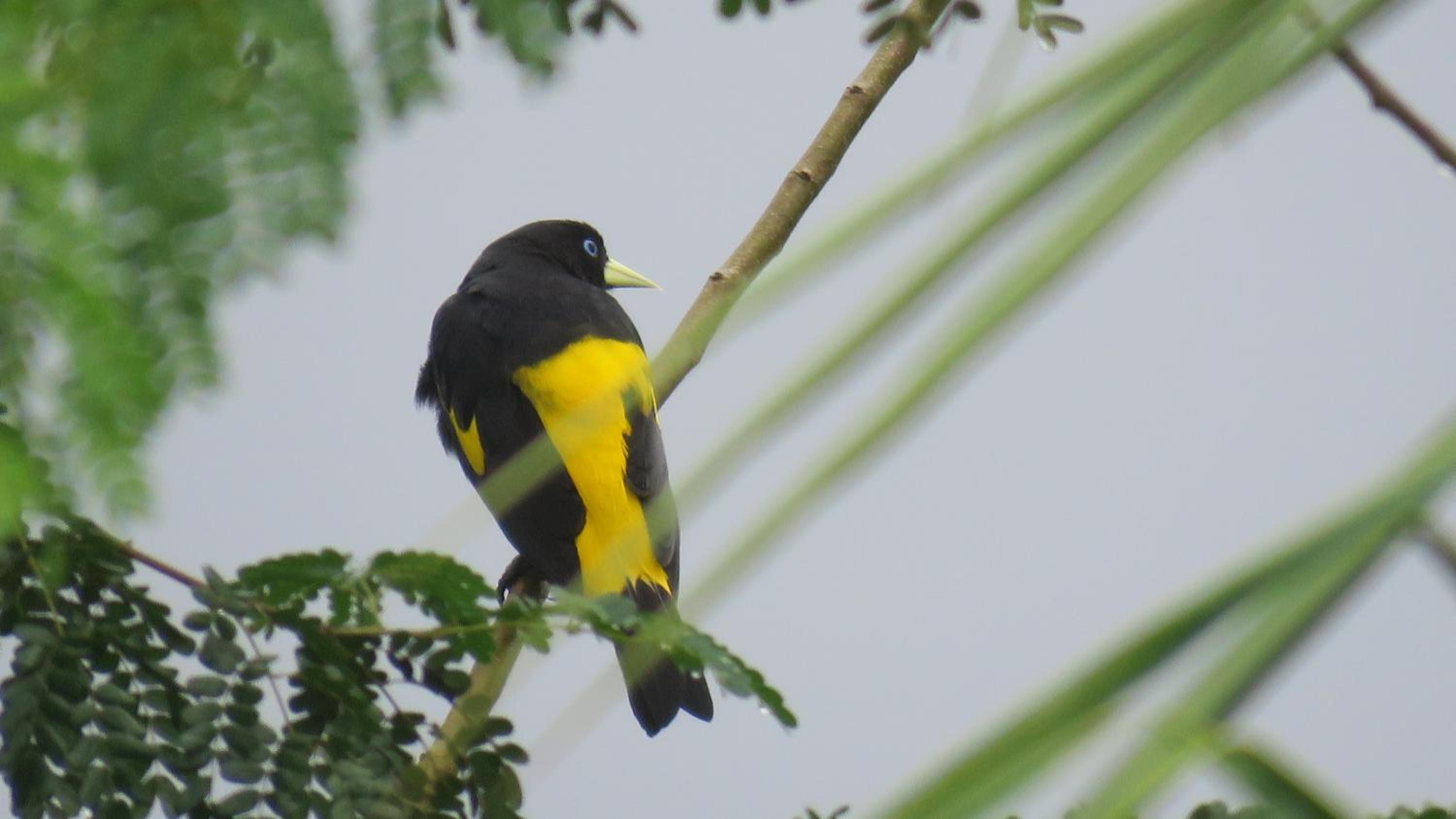Alta Vista Amazon Lodge