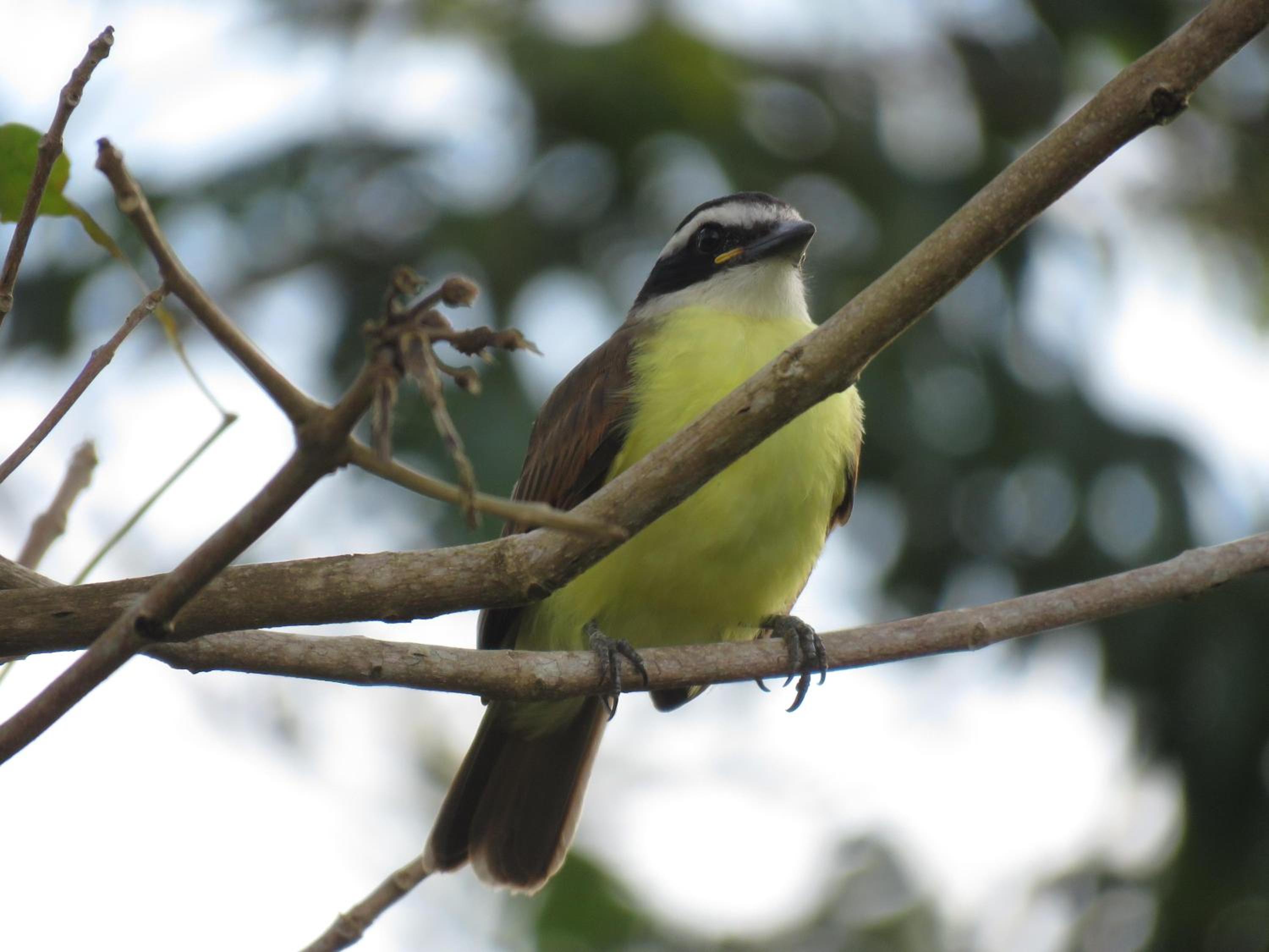 Alta Vista Amazon Lodge