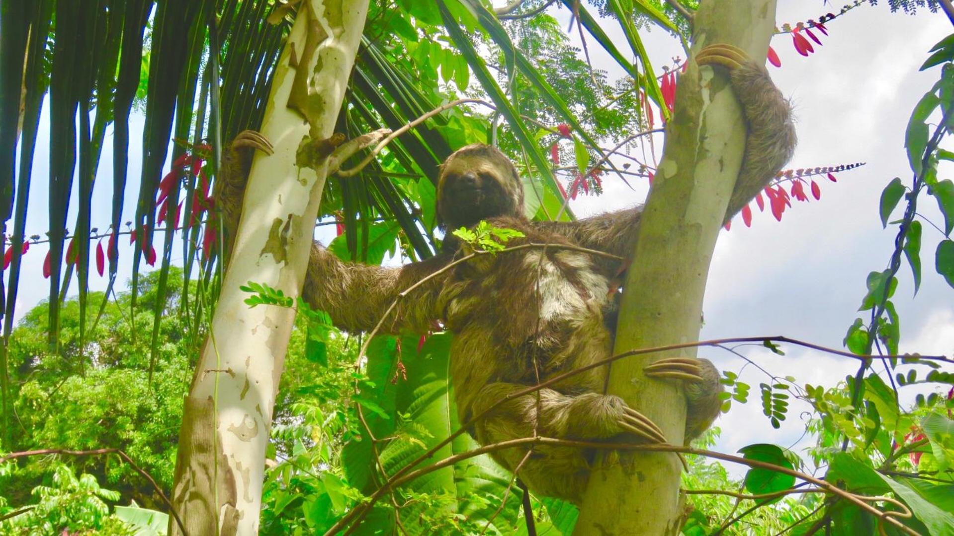 Alta Vista Amazon Lodge