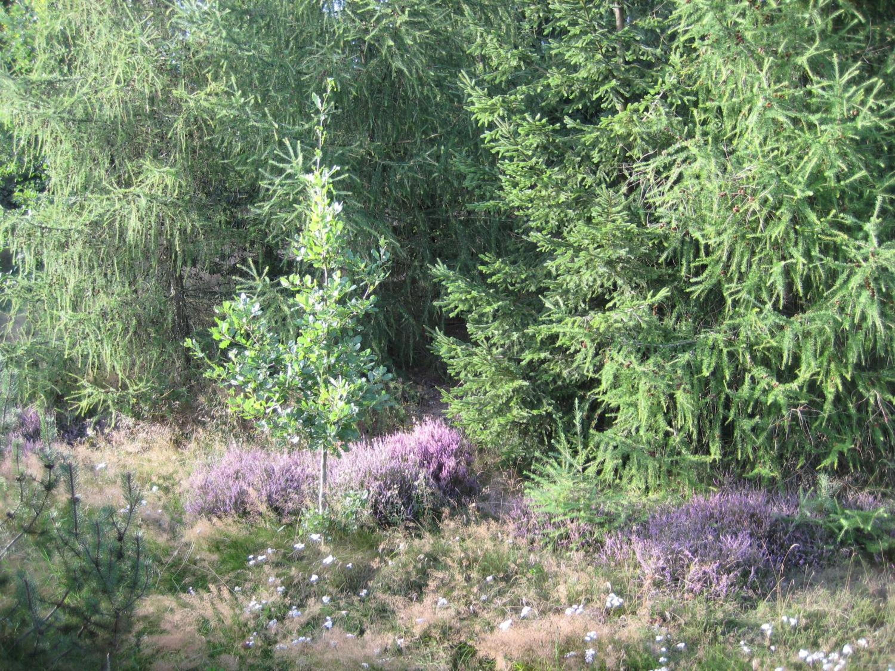 HuizeFrankenau