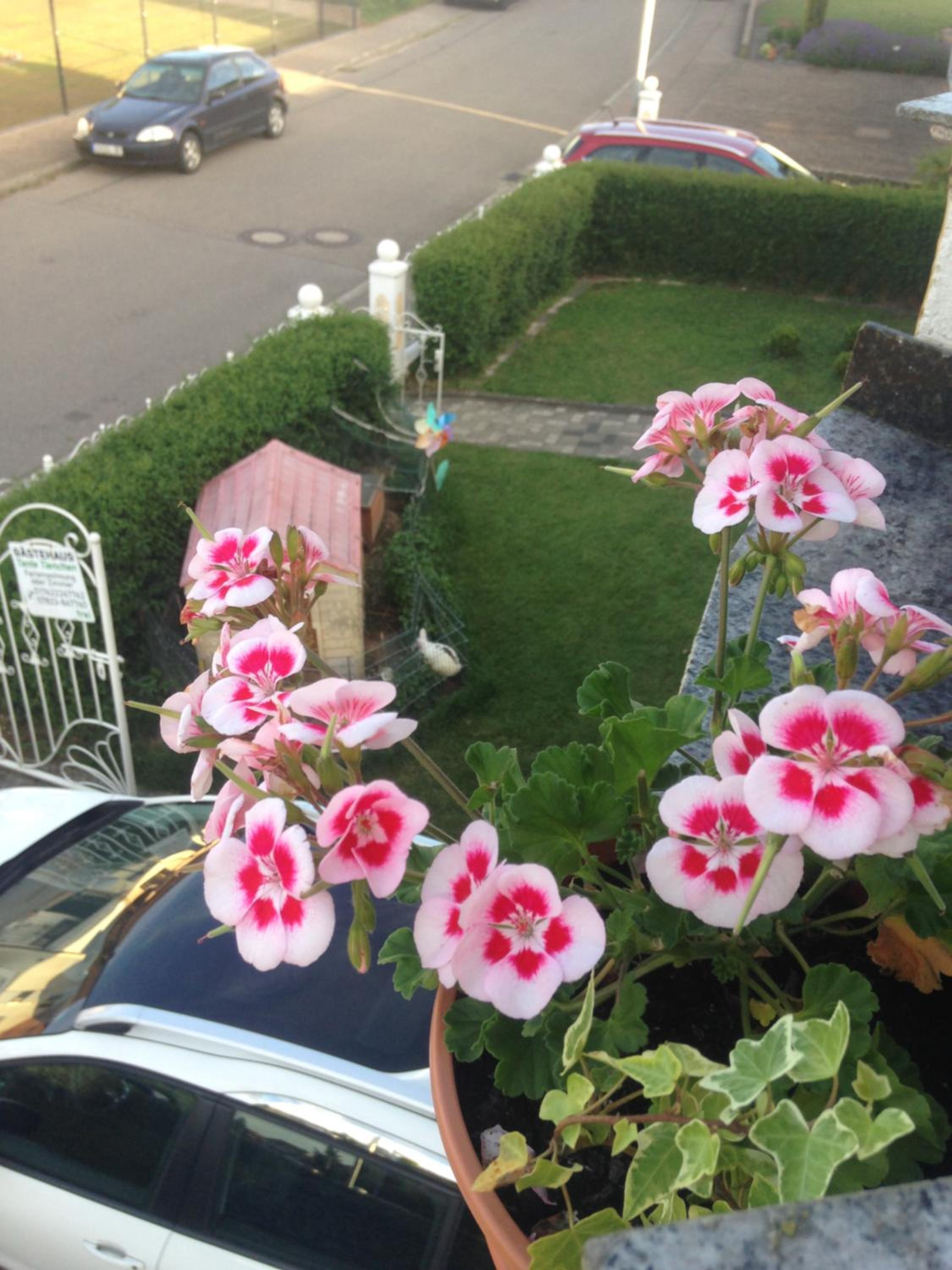 Photo 42