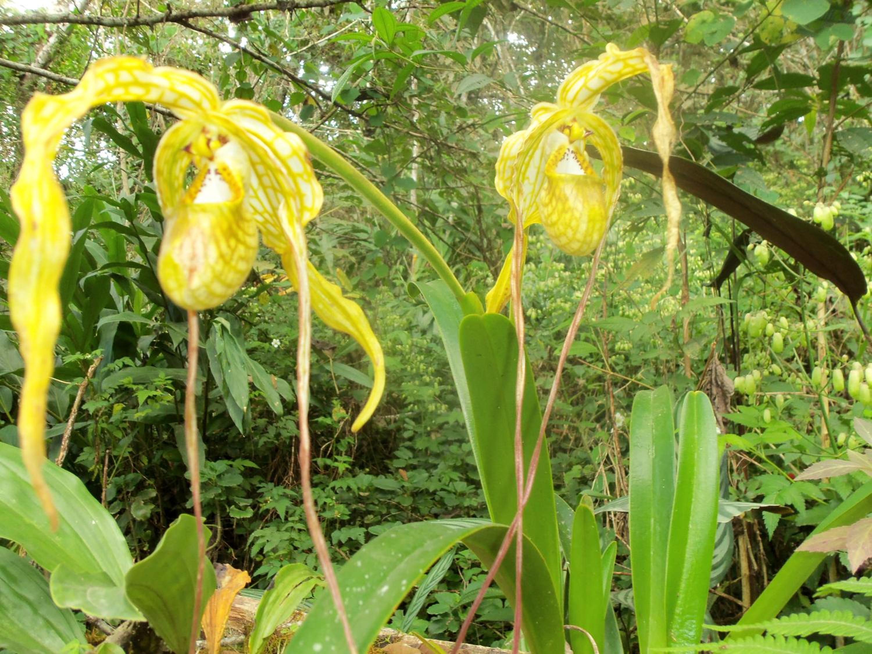 Refugio de Orquídeas