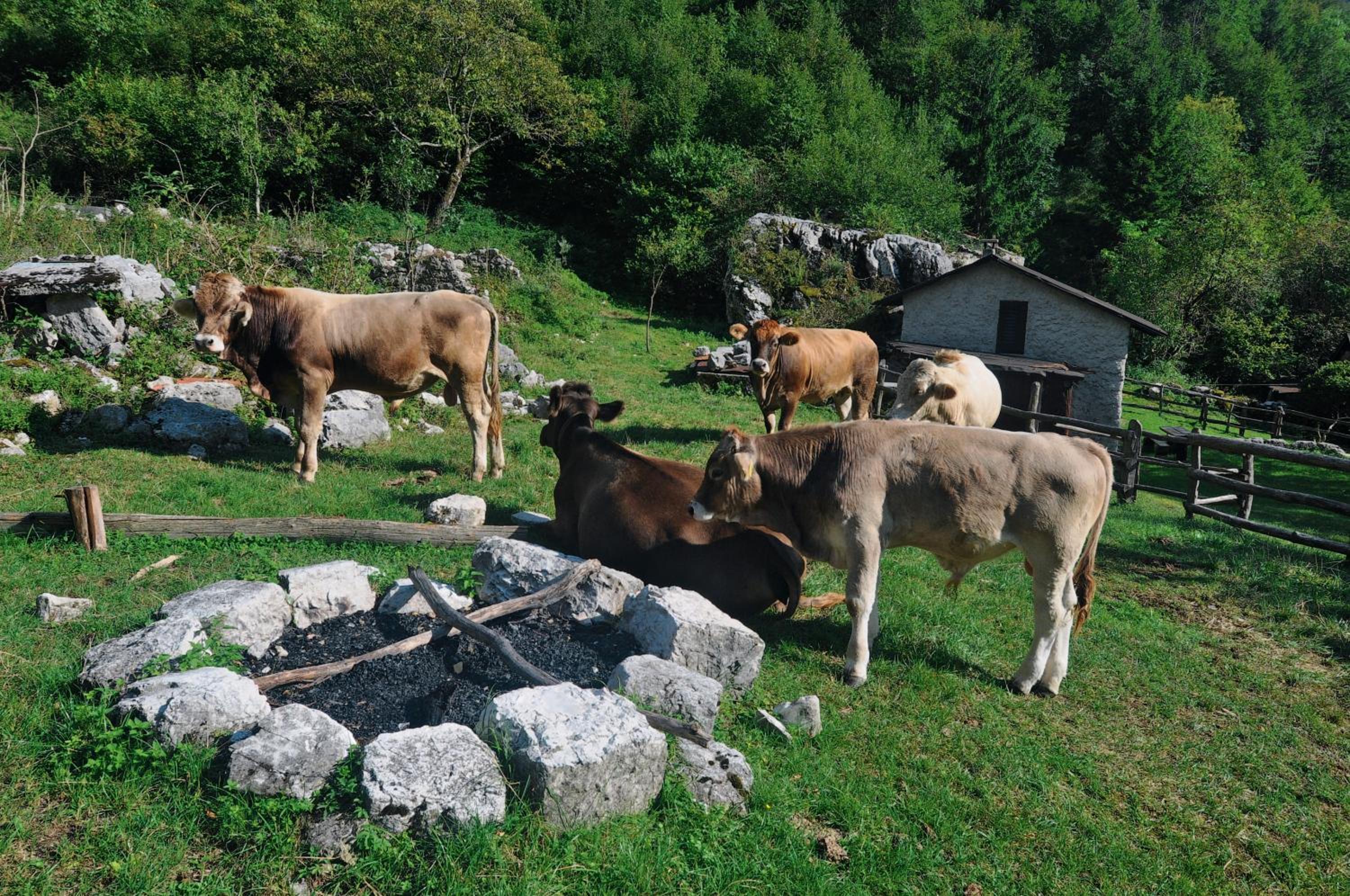 Apartments Hlapi with SPA