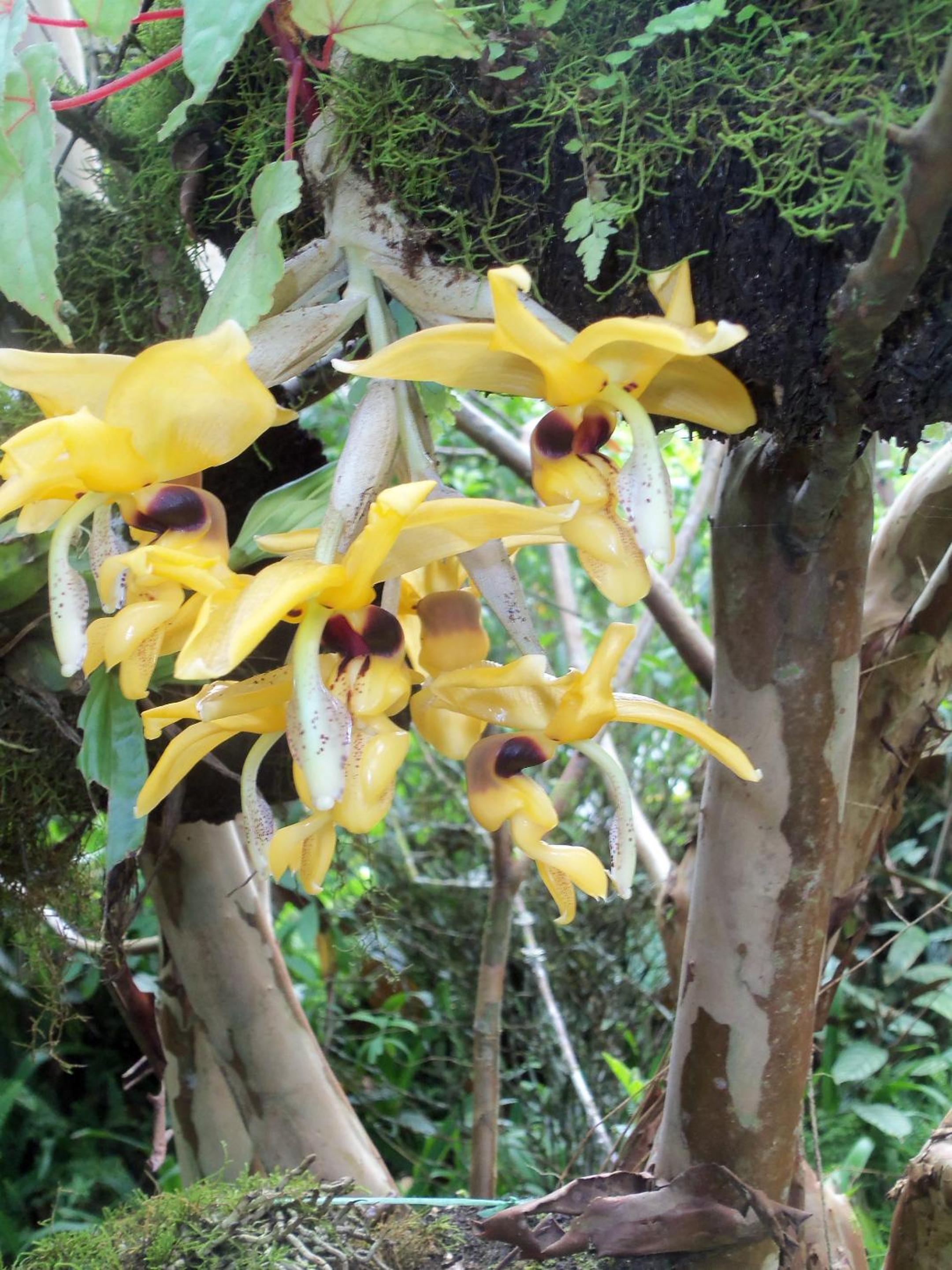 Refugio de Orquídeas