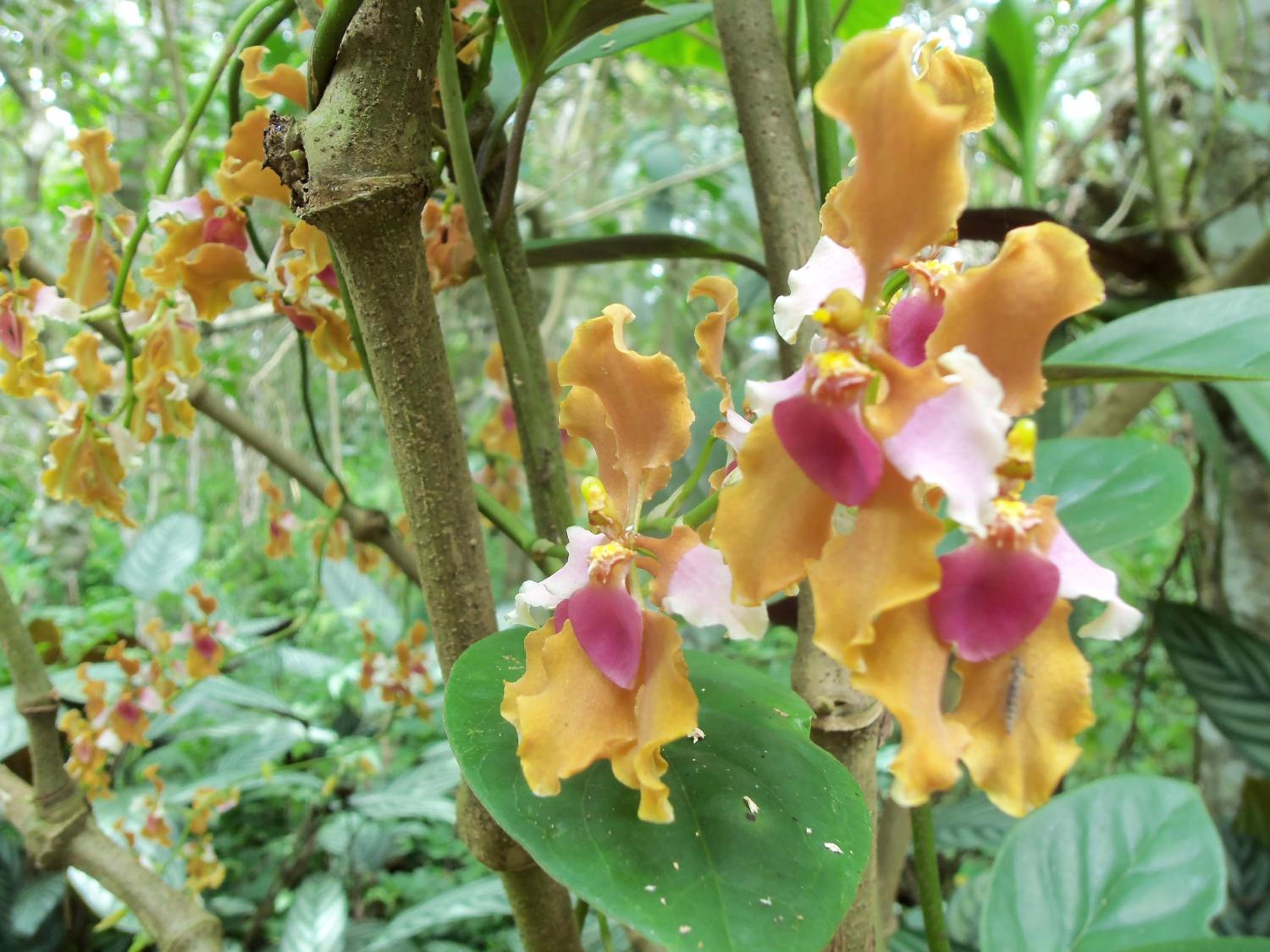 Refugio de Orquídeas