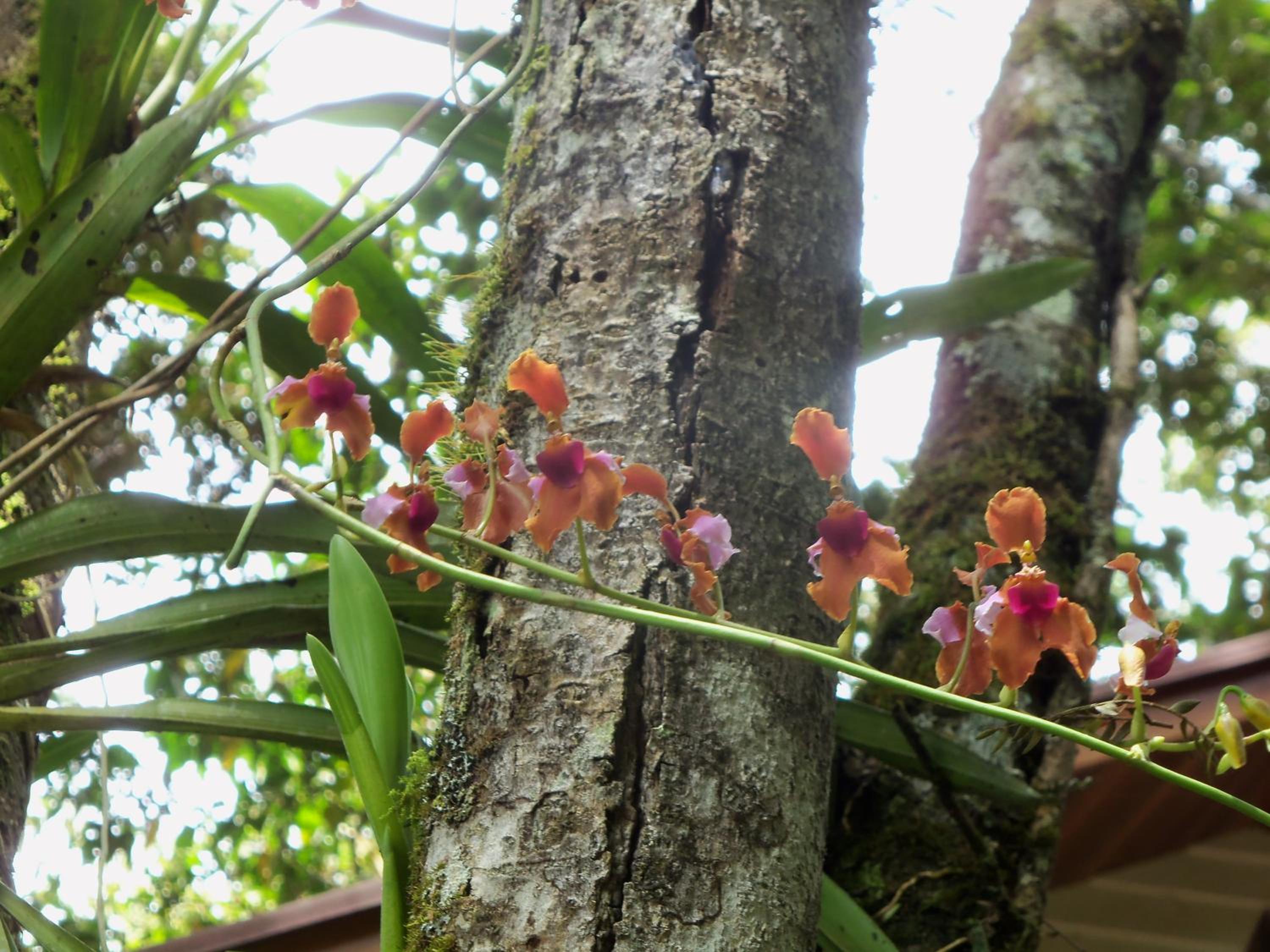 Refugio de Orquídeas