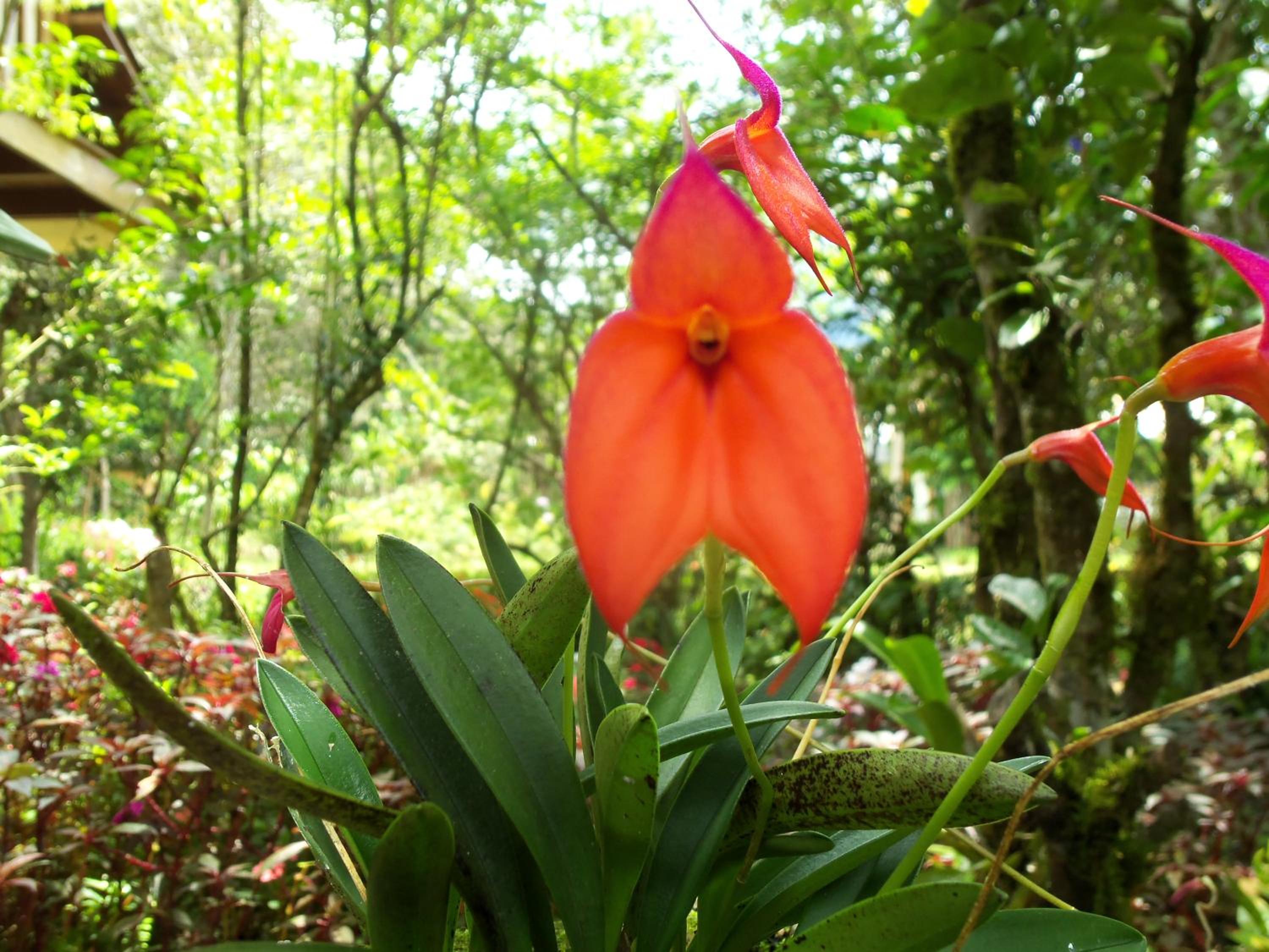 Refugio de Orquídeas