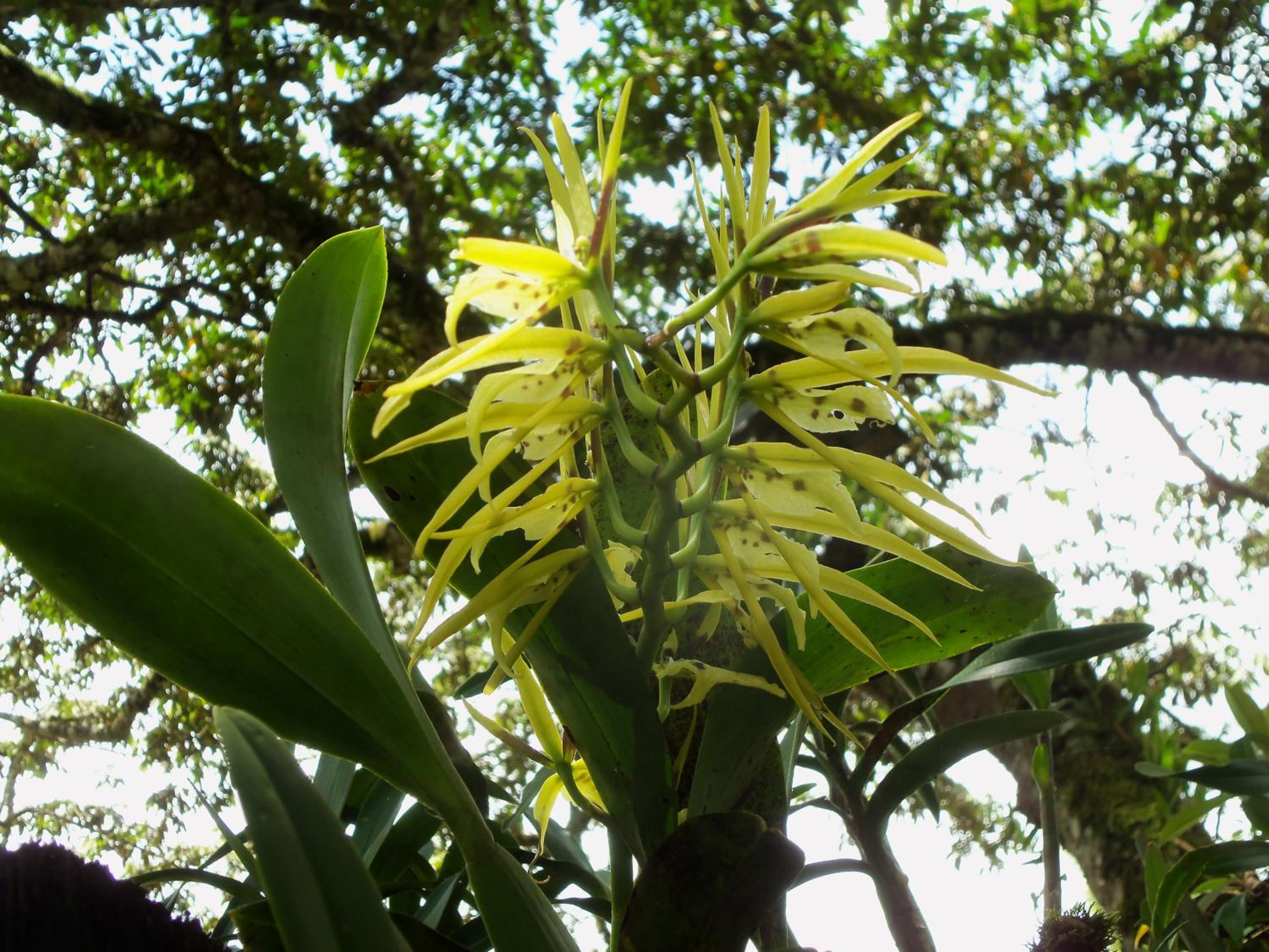 Refugio de Orquídeas