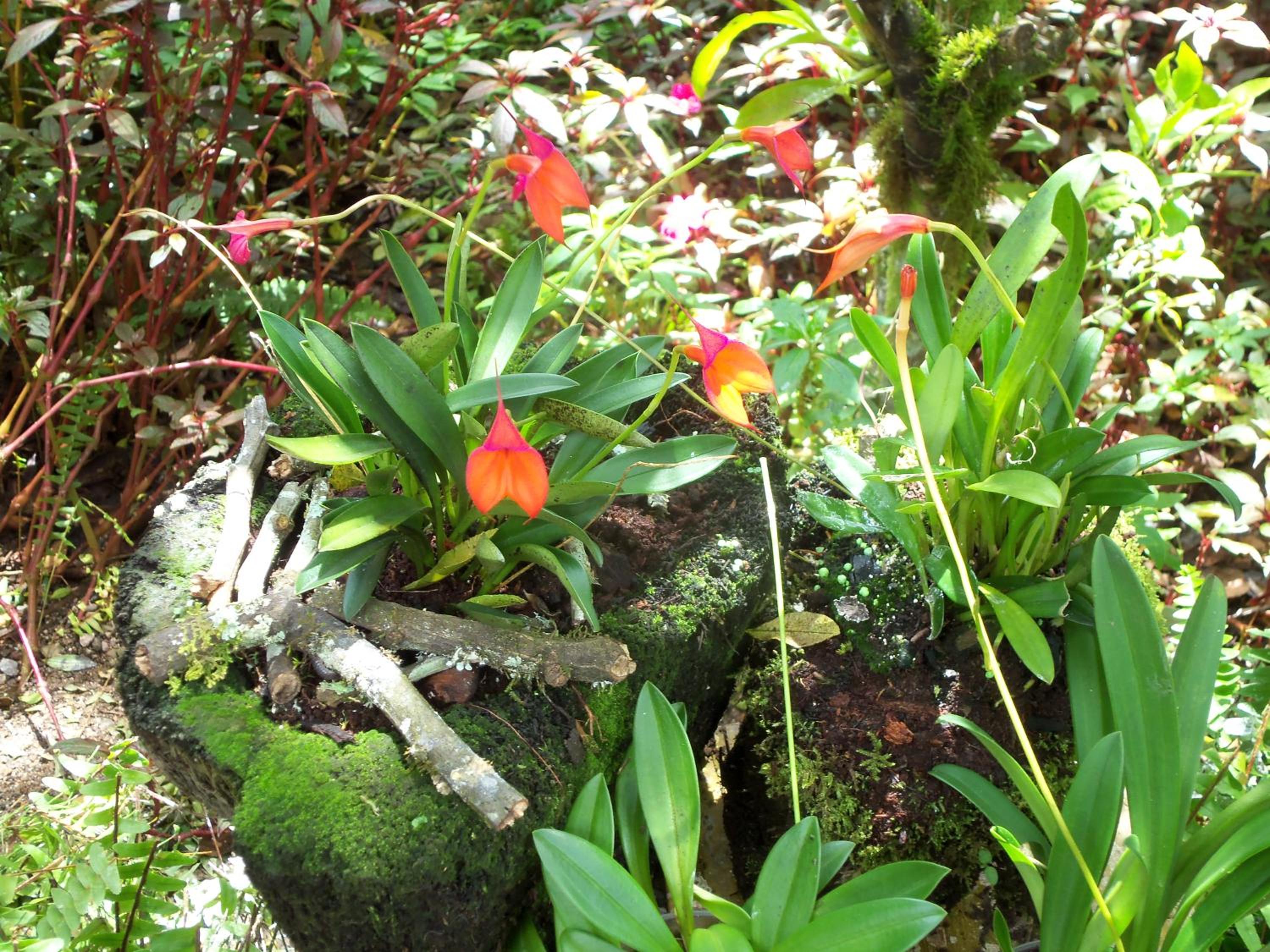 Refugio de Orquídeas