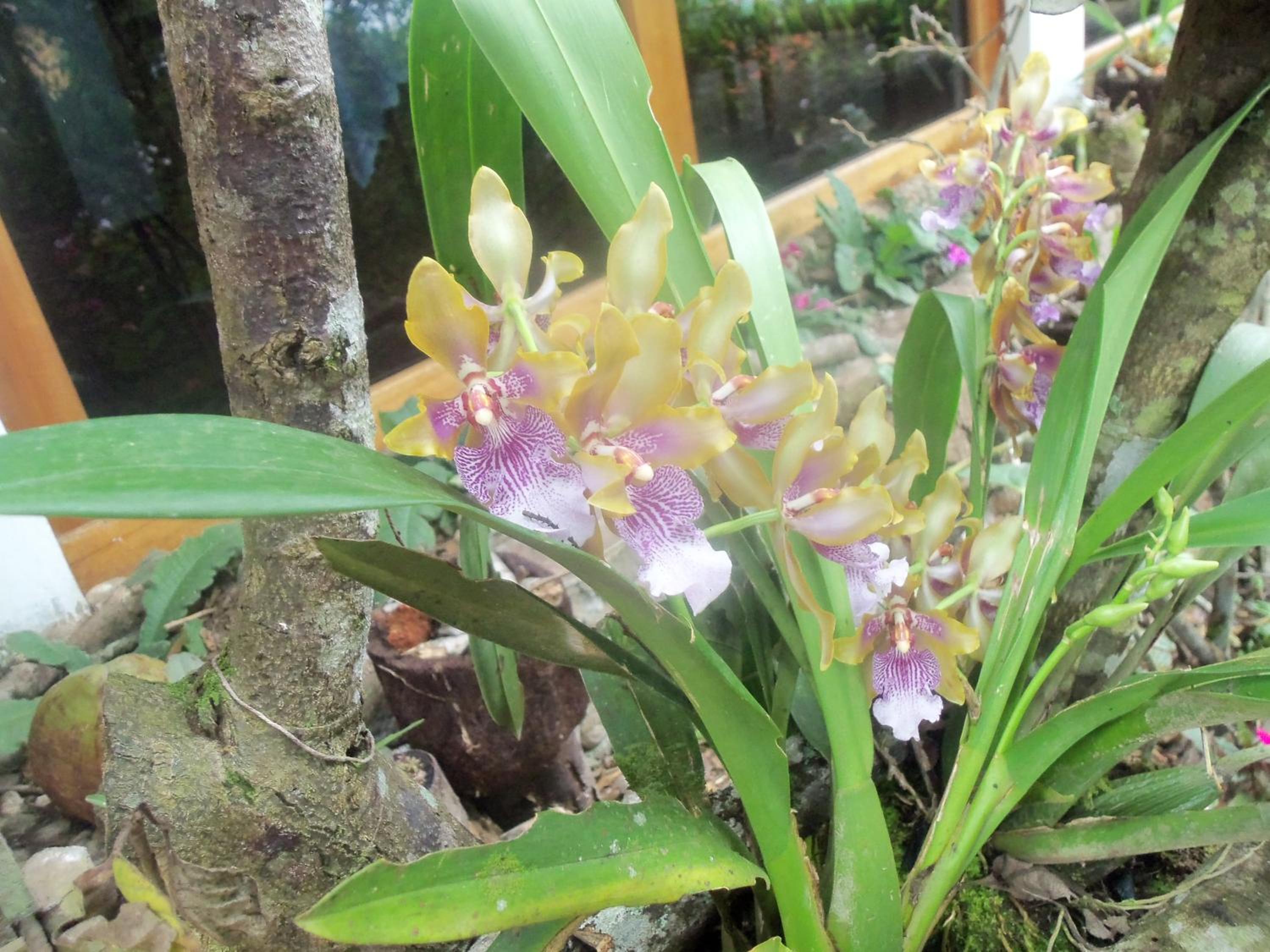 Refugio de Orquídeas