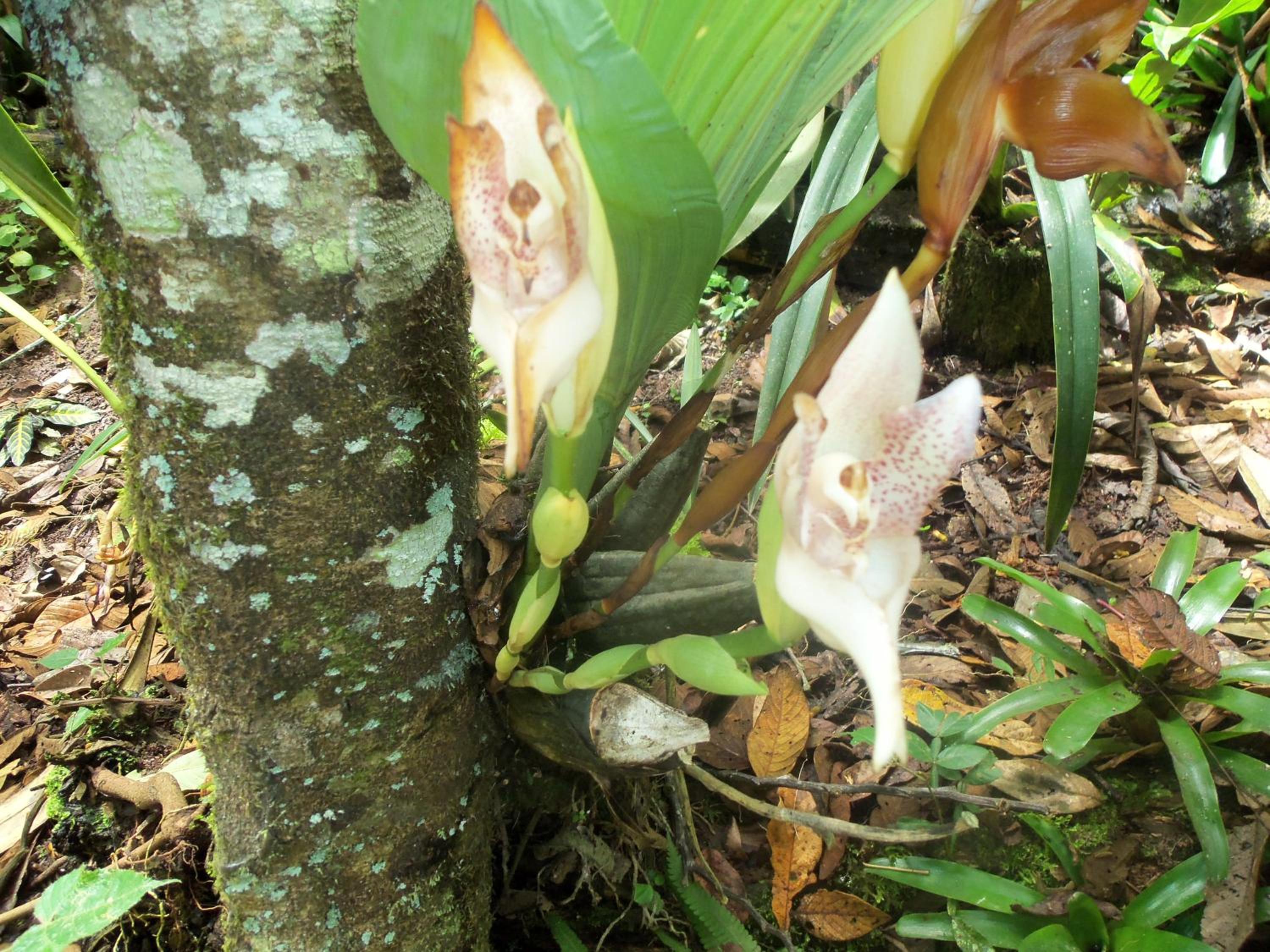 Refugio de Orquídeas
