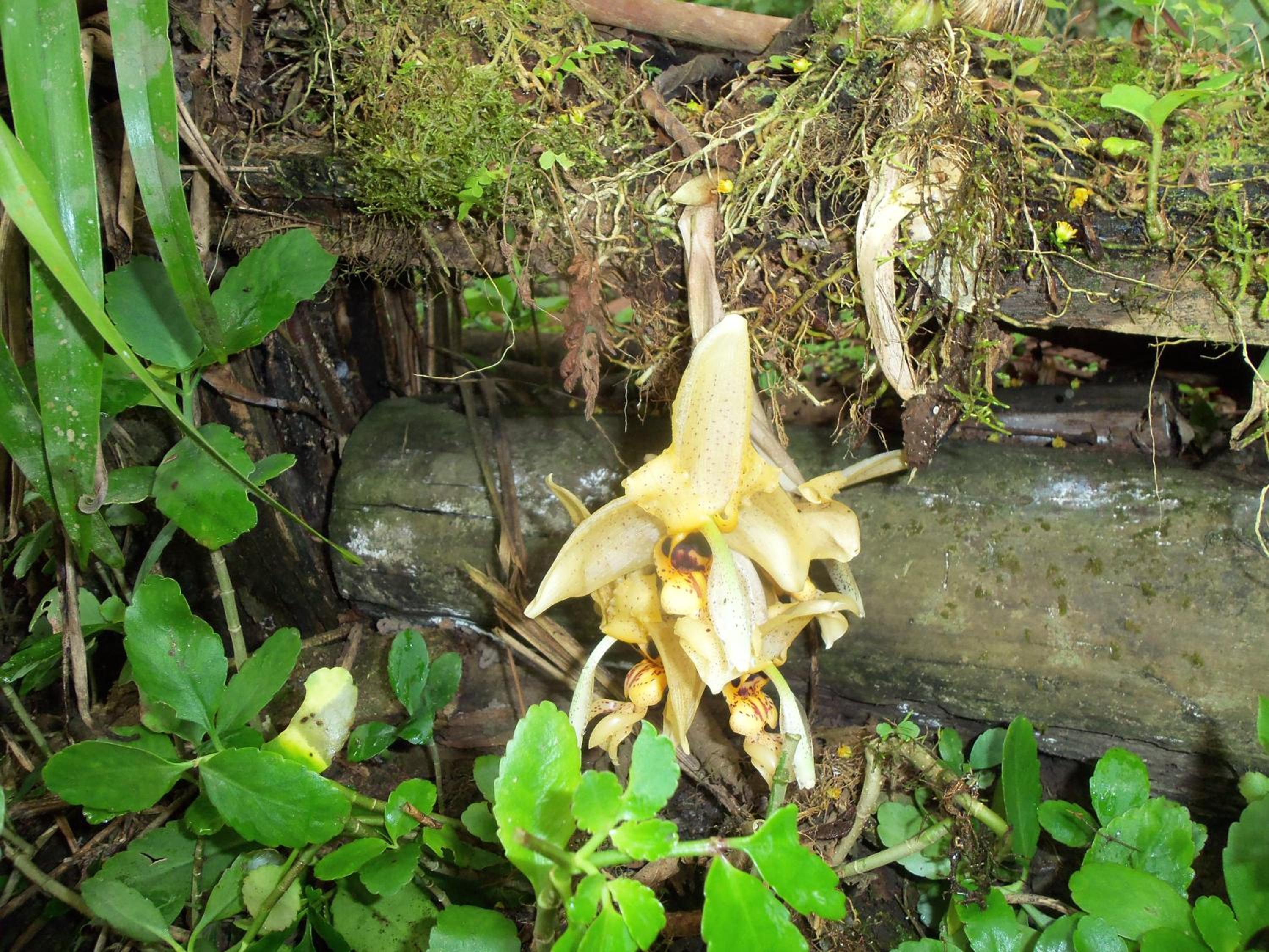Refugio de Orquídeas