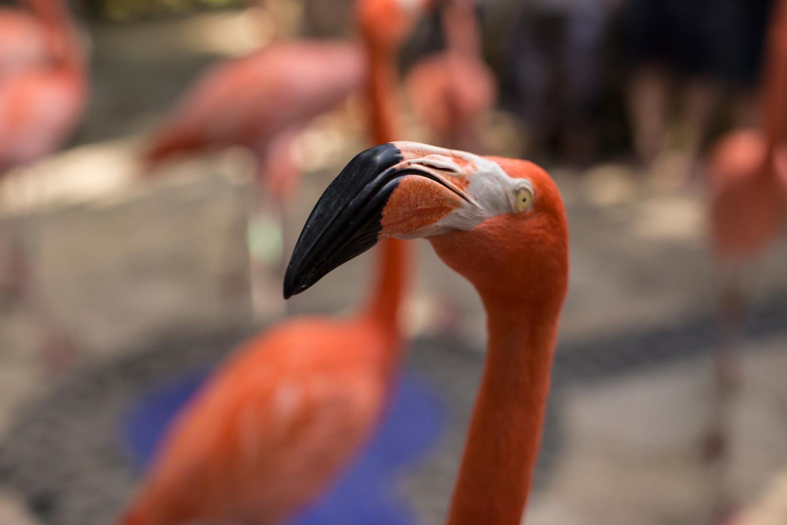 Hotel Xcaret Mexico All Parks All Fun Inclusive - Property Image 132