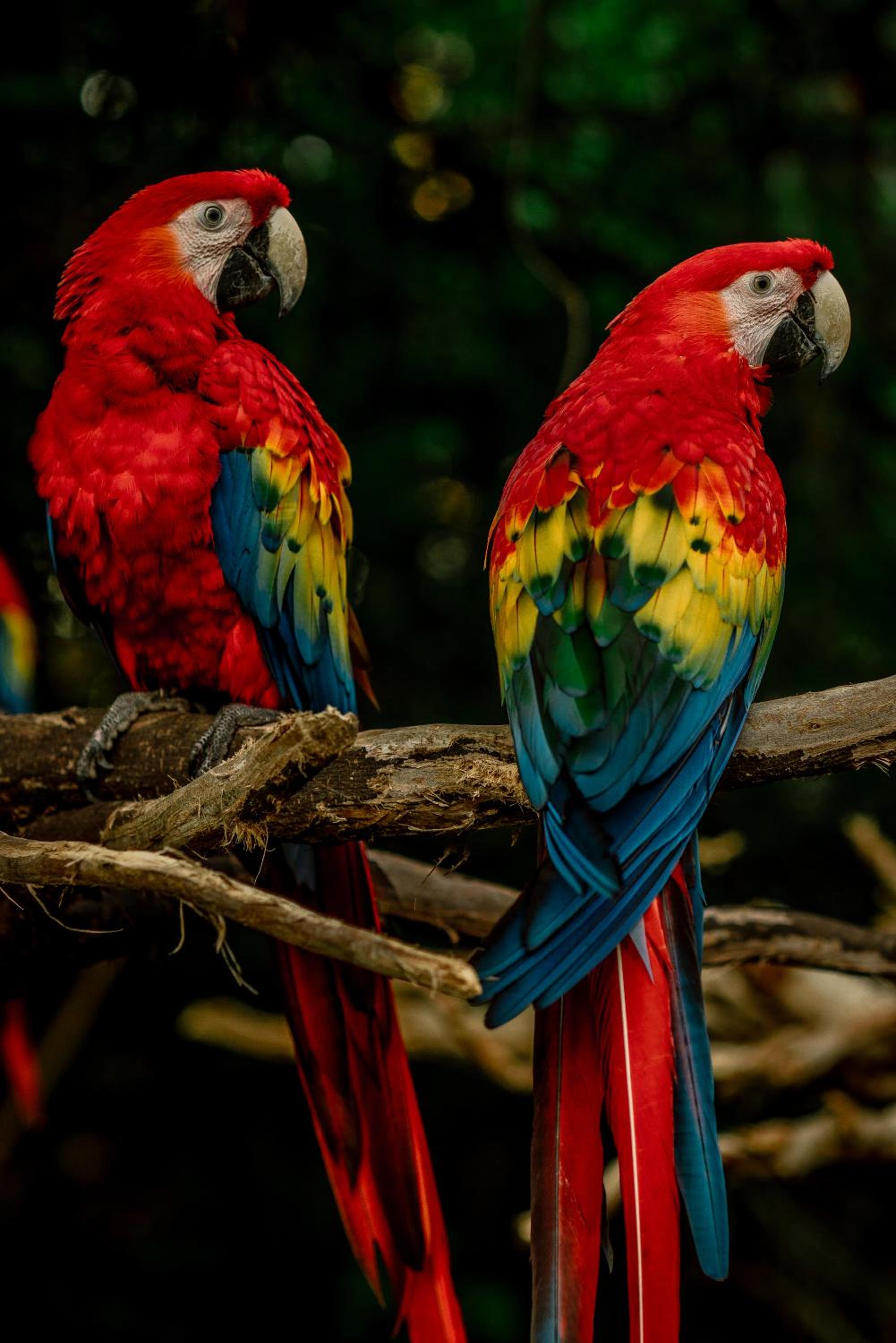 Hotel Xcaret Mexico All Parks All Fun Inclusive - Property Image 131