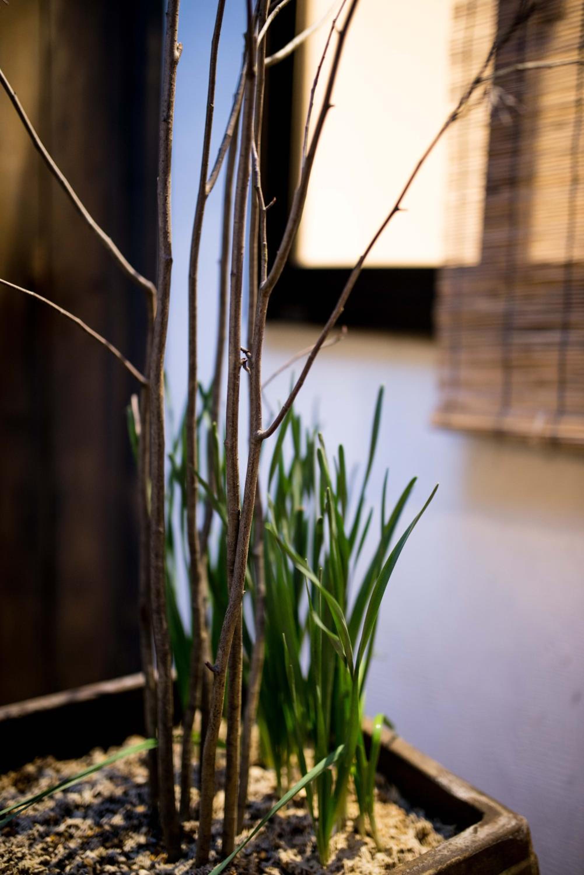 KYOTO Kazenoya Sara
