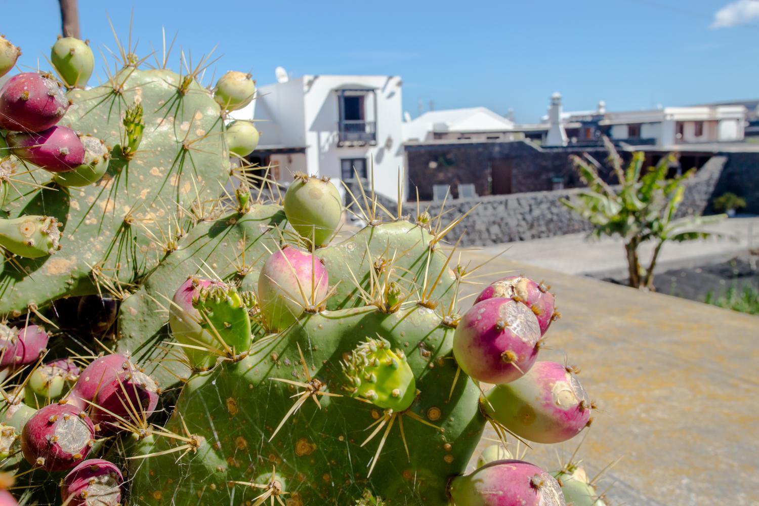 casa los veroles lanzarote view 4