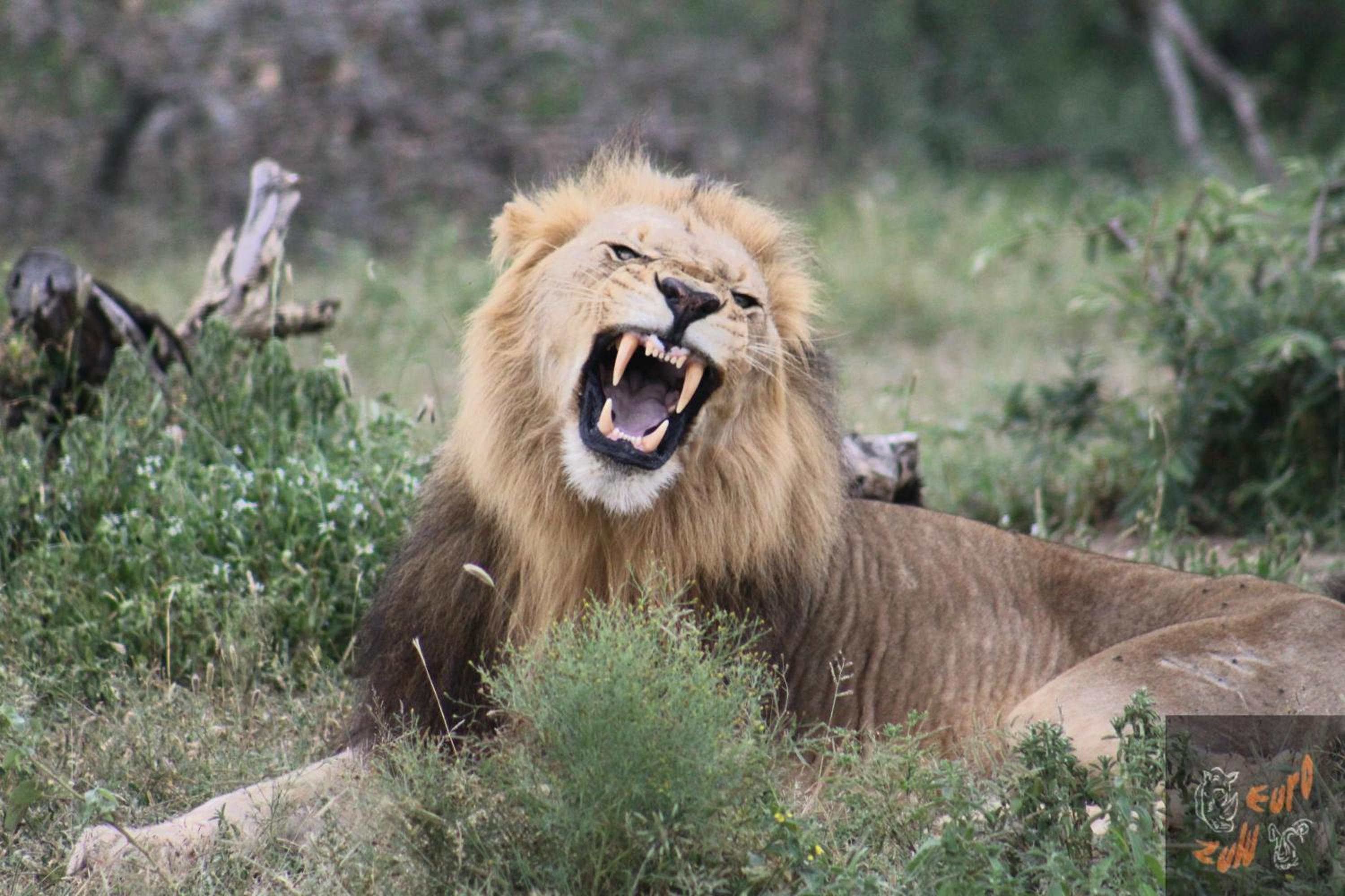 Lodge Afrique