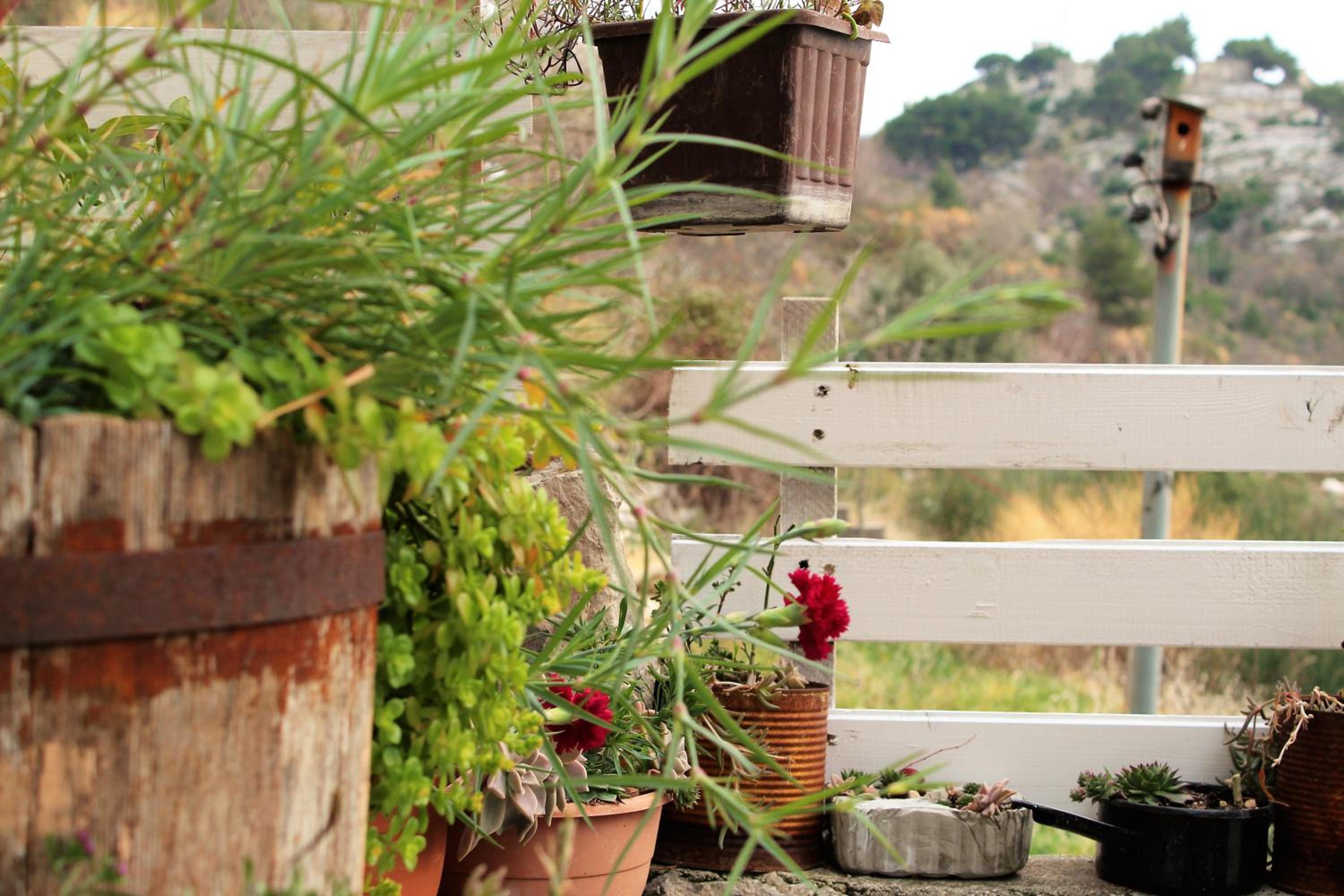 Dalia view 2