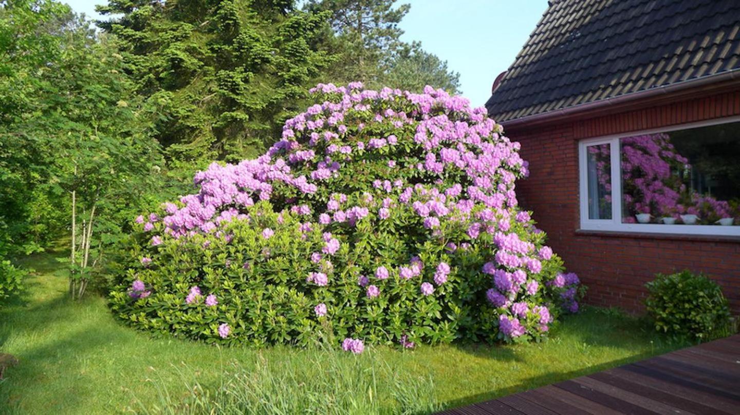 Ferienhaus *Koggenhüs*