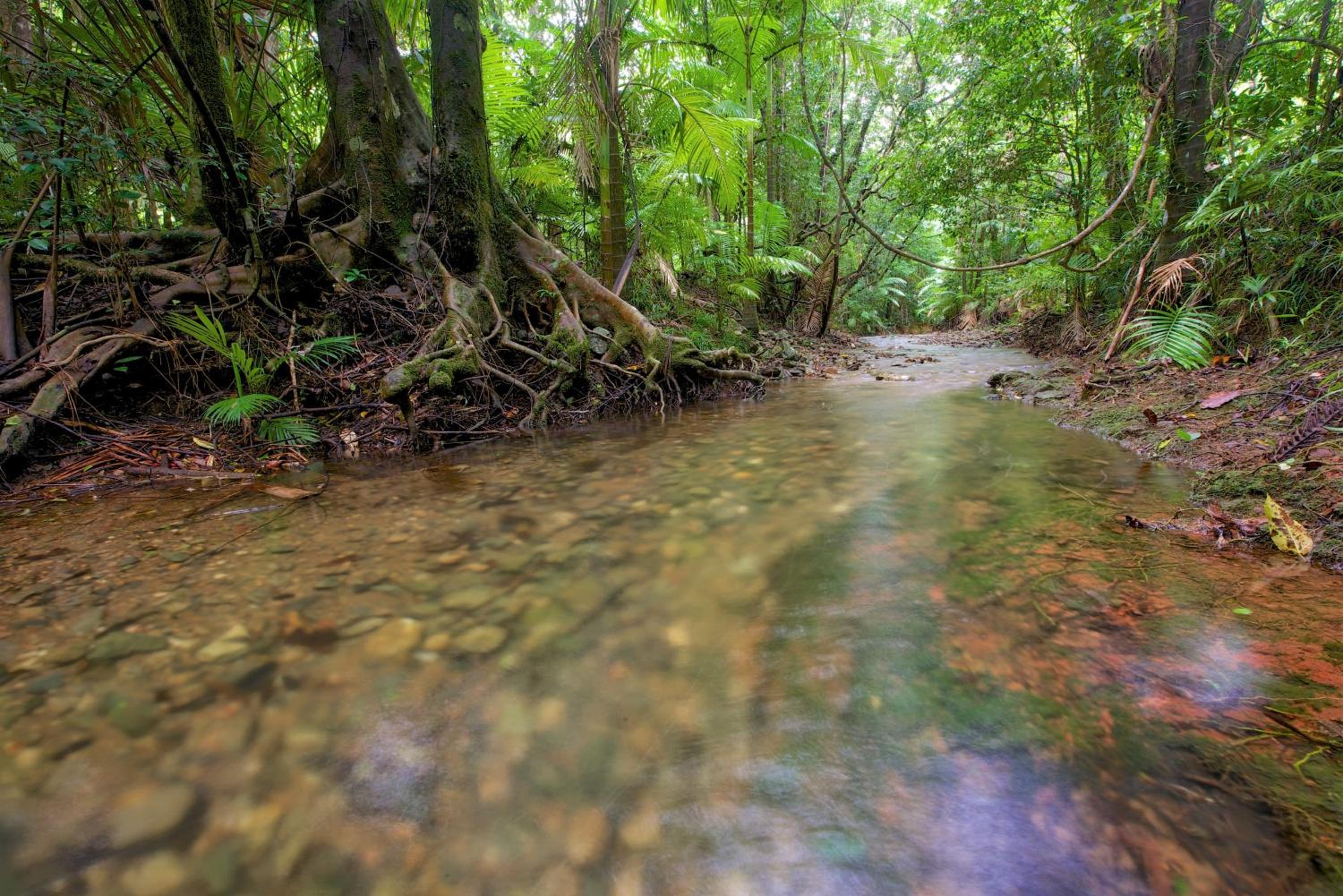 Daintree Peaks ECO Stays