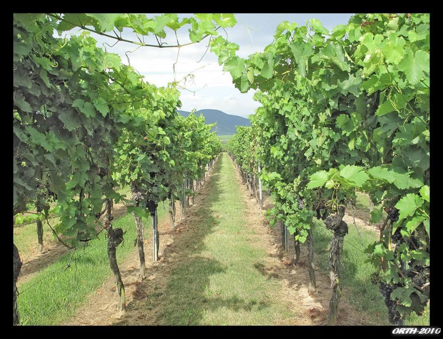 Gästehaus Weingut Glas