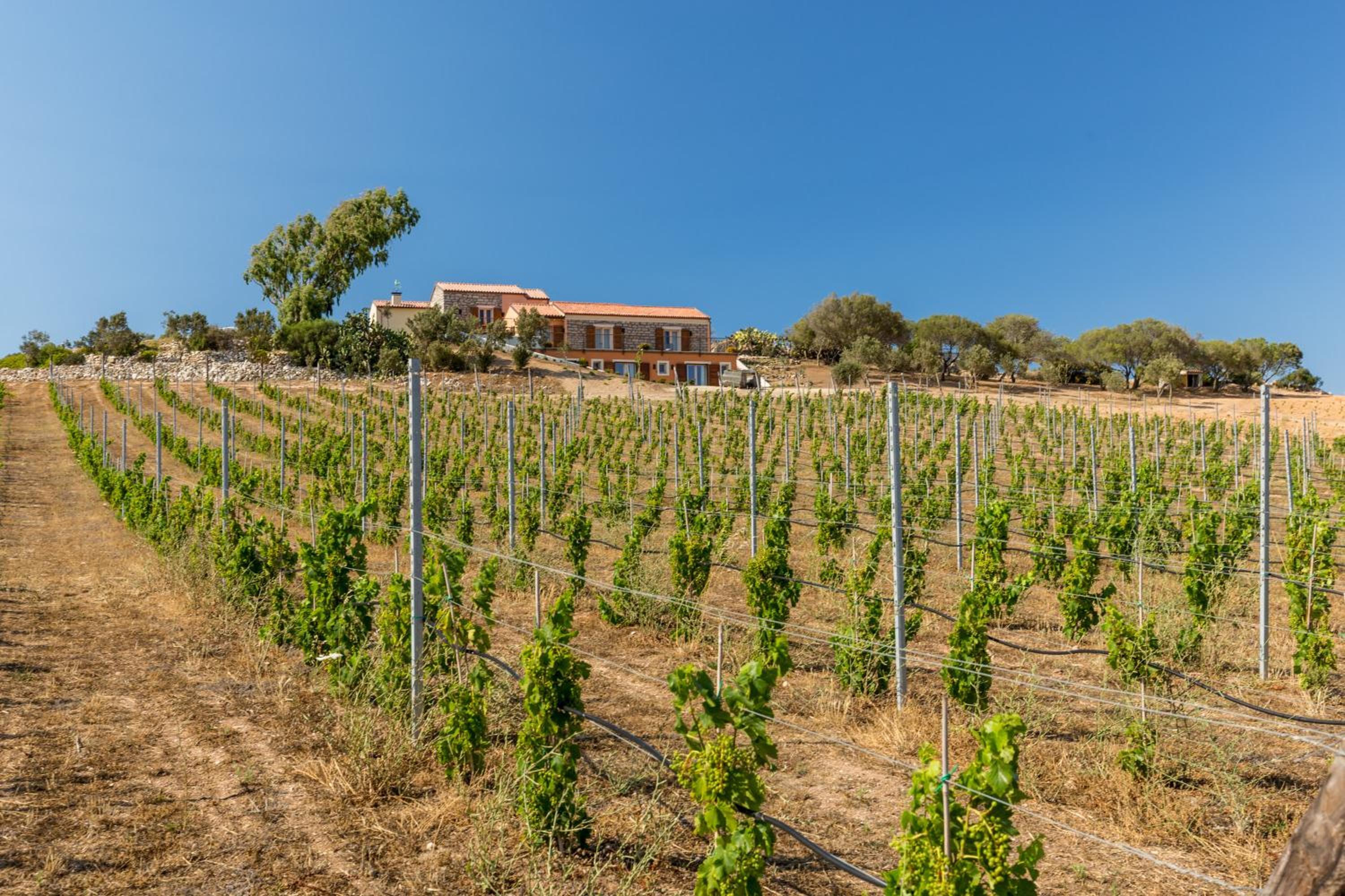 Tenuta Petra Bianca