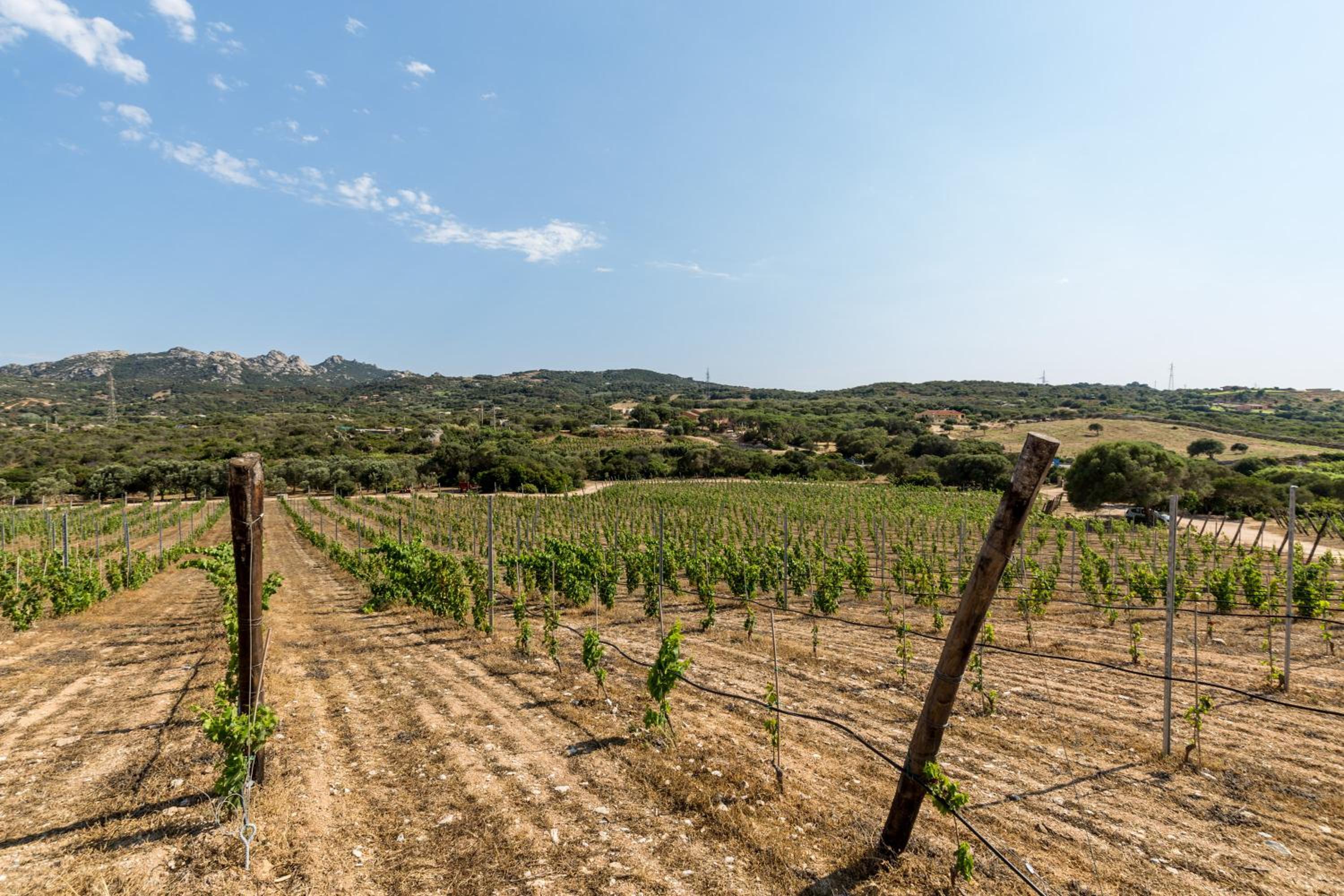 Tenuta Petra Bianca