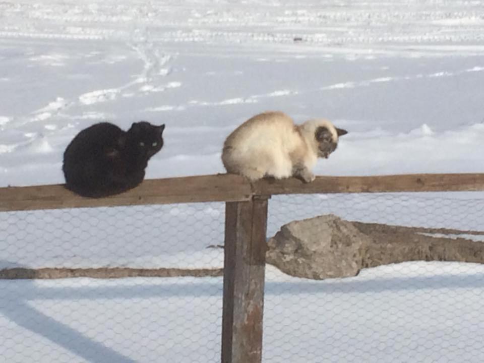 Photo 9