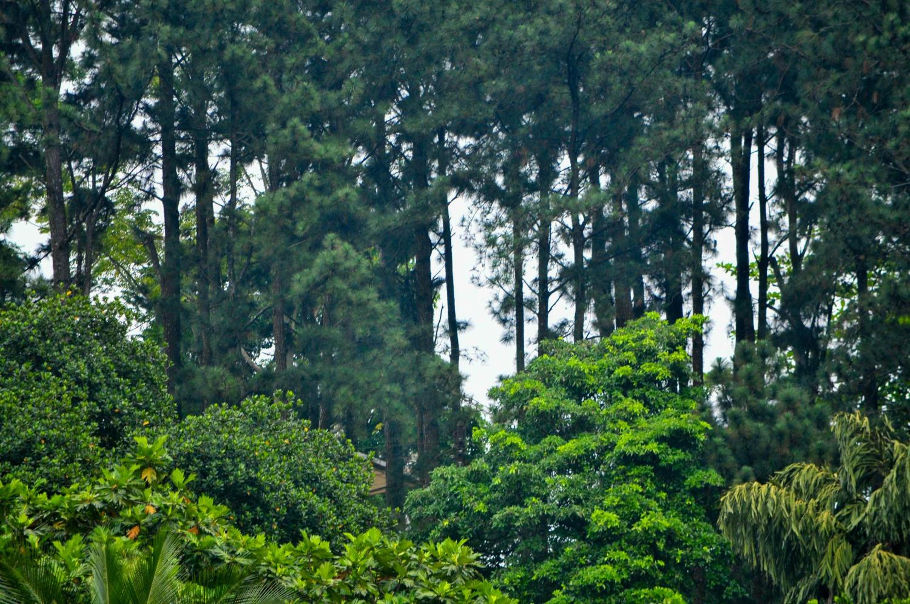 Vendol Maliga Edge