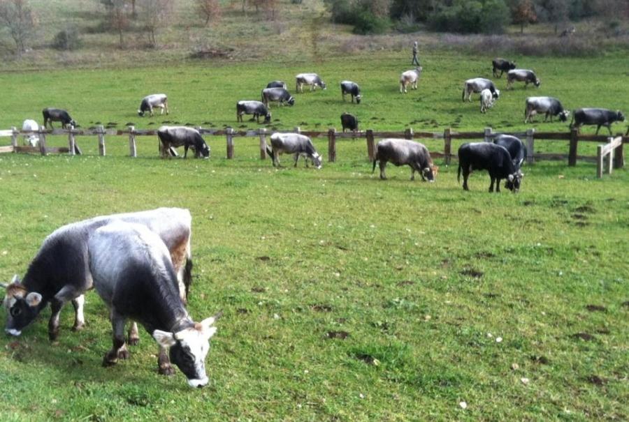 Agriturismo Amicizia
