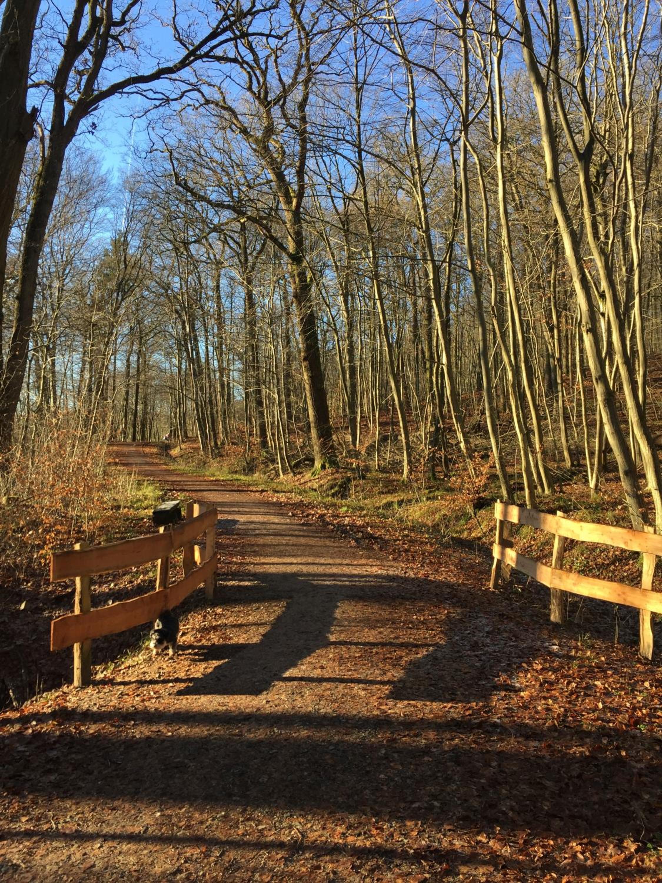 Waldmühle, photo 49