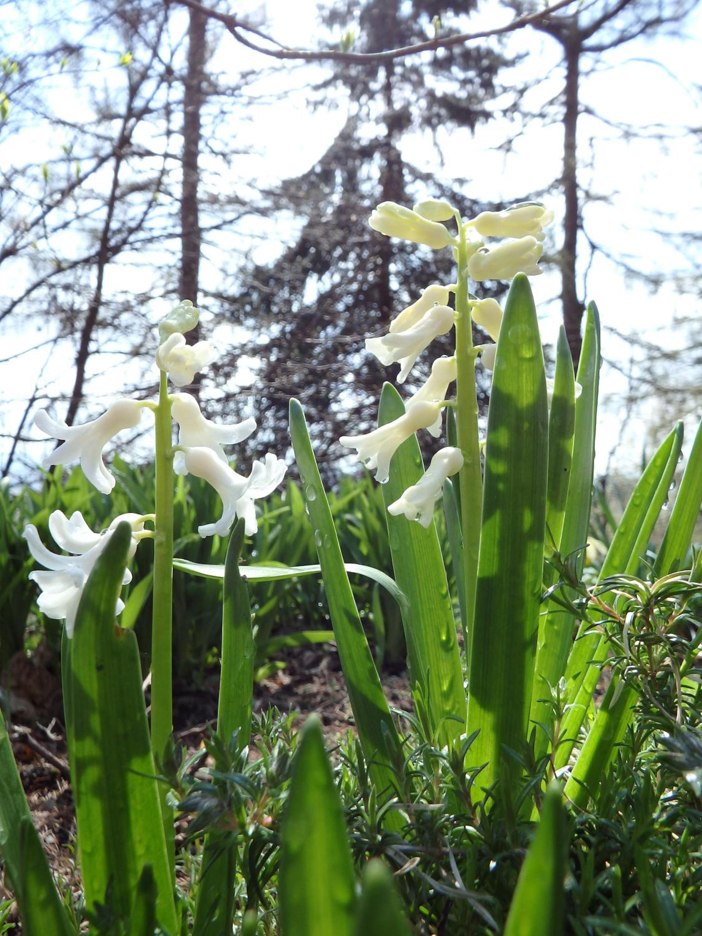 Ayur Garden Lanckorona view 5
