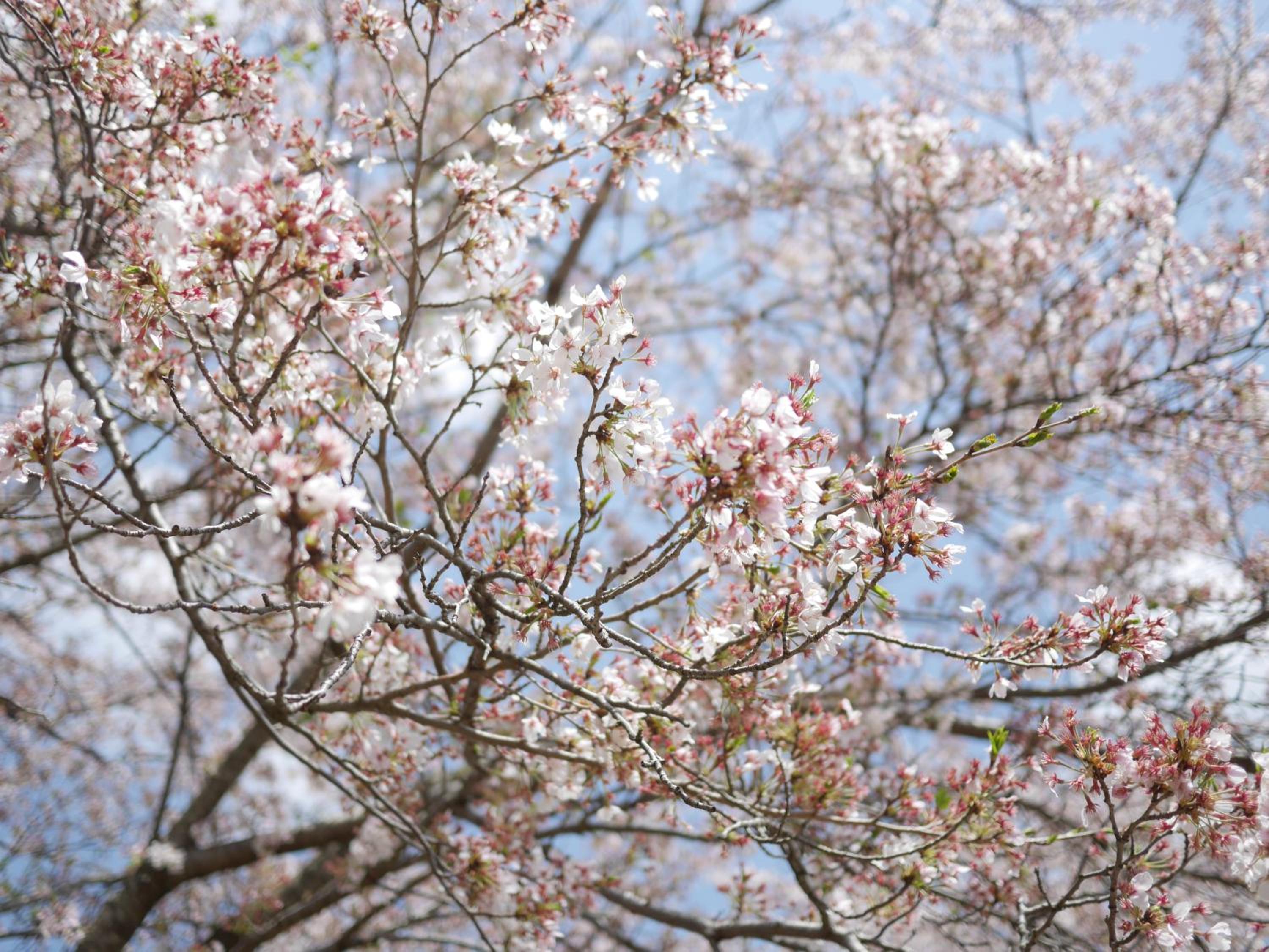 Shikino Mori