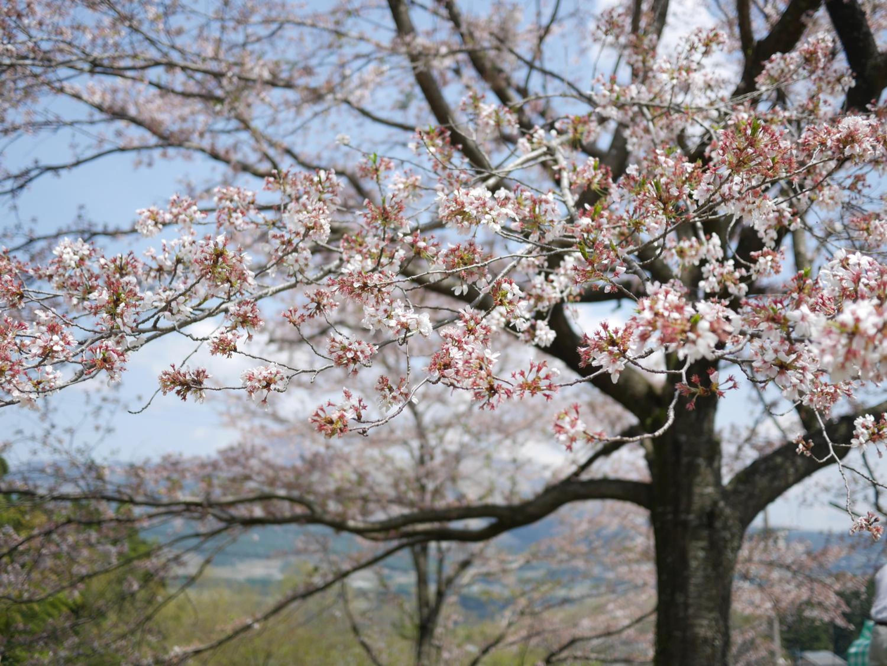 Shikino Mori