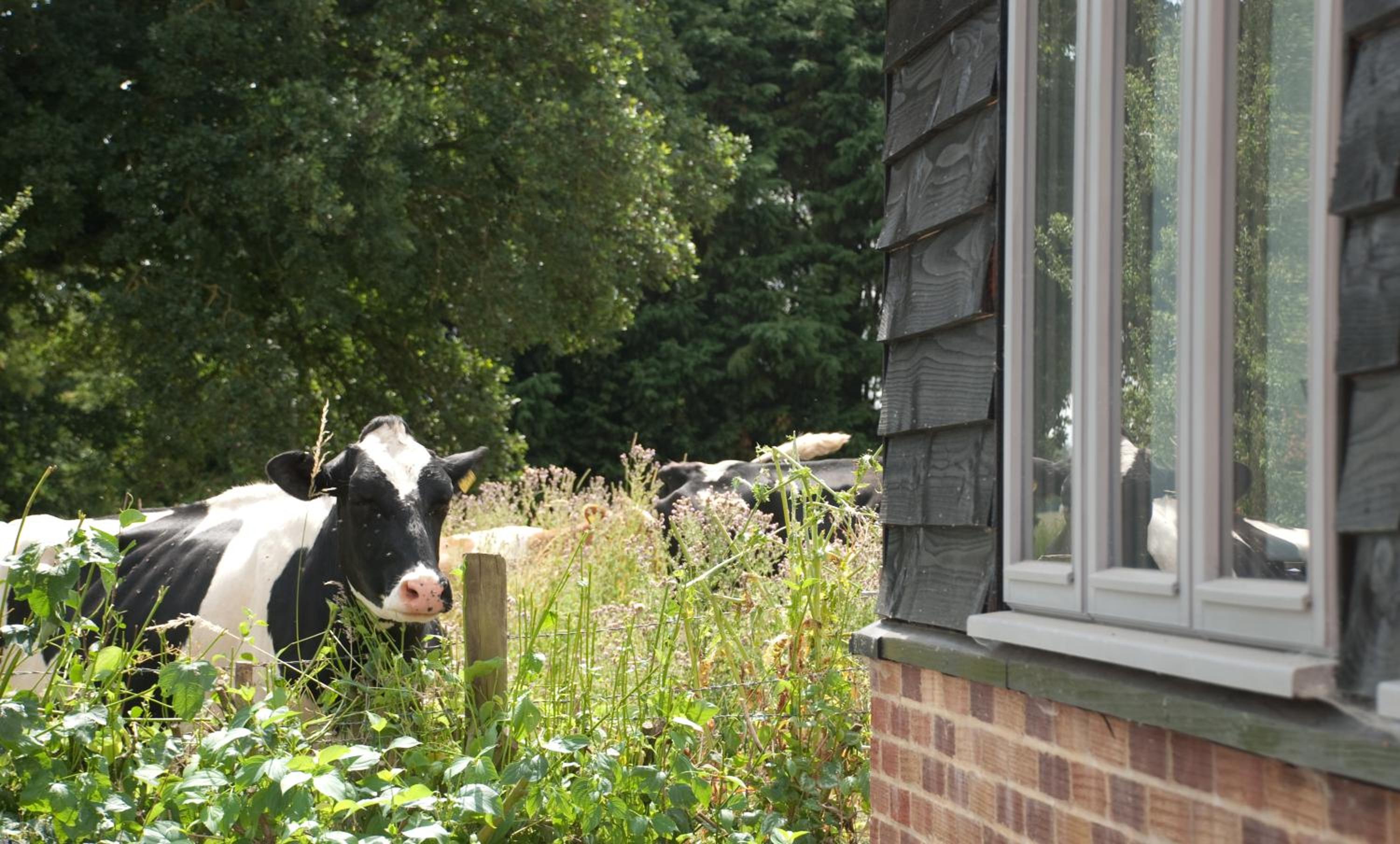 Bull Farm Studios