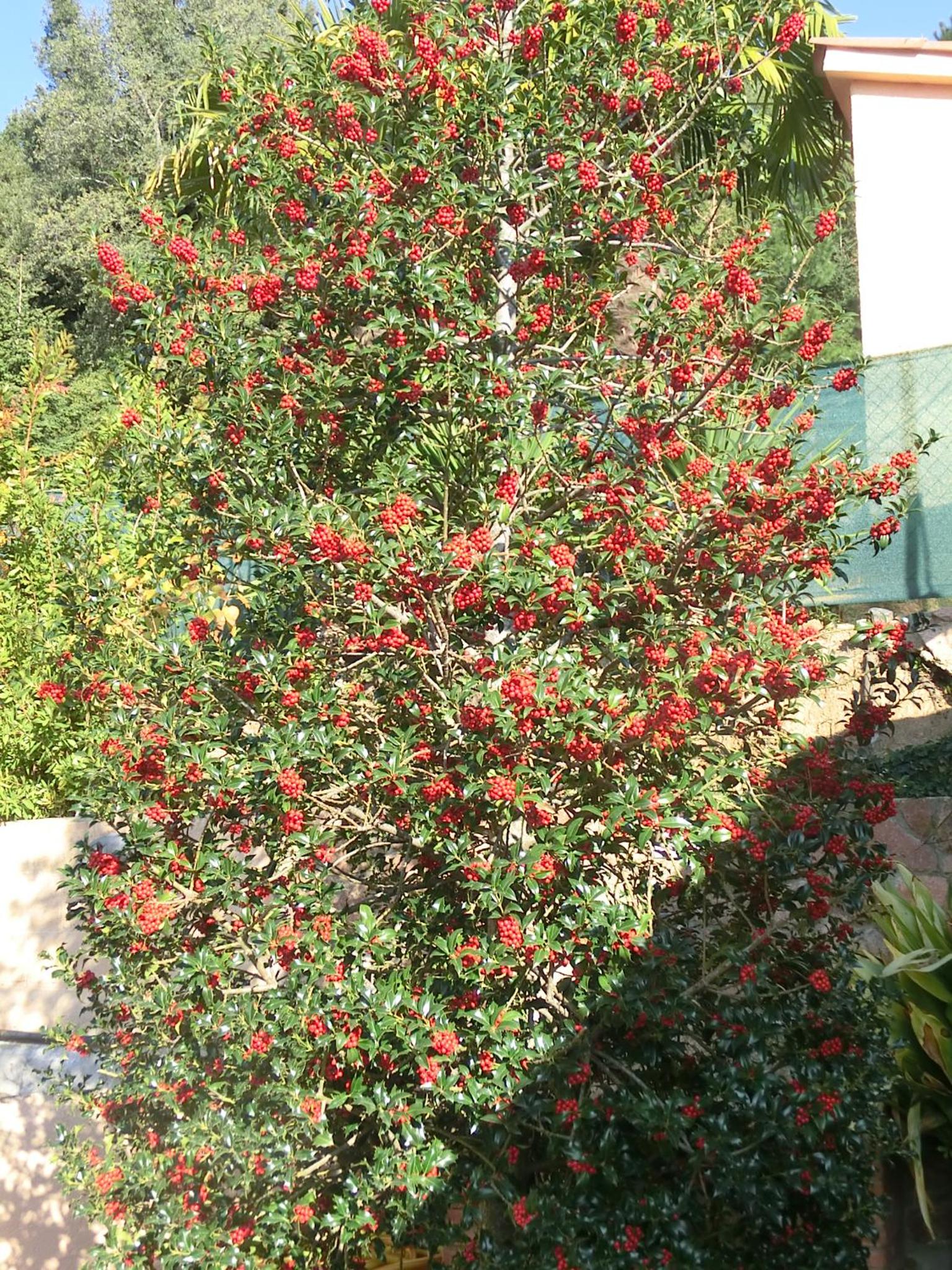 Photo 44