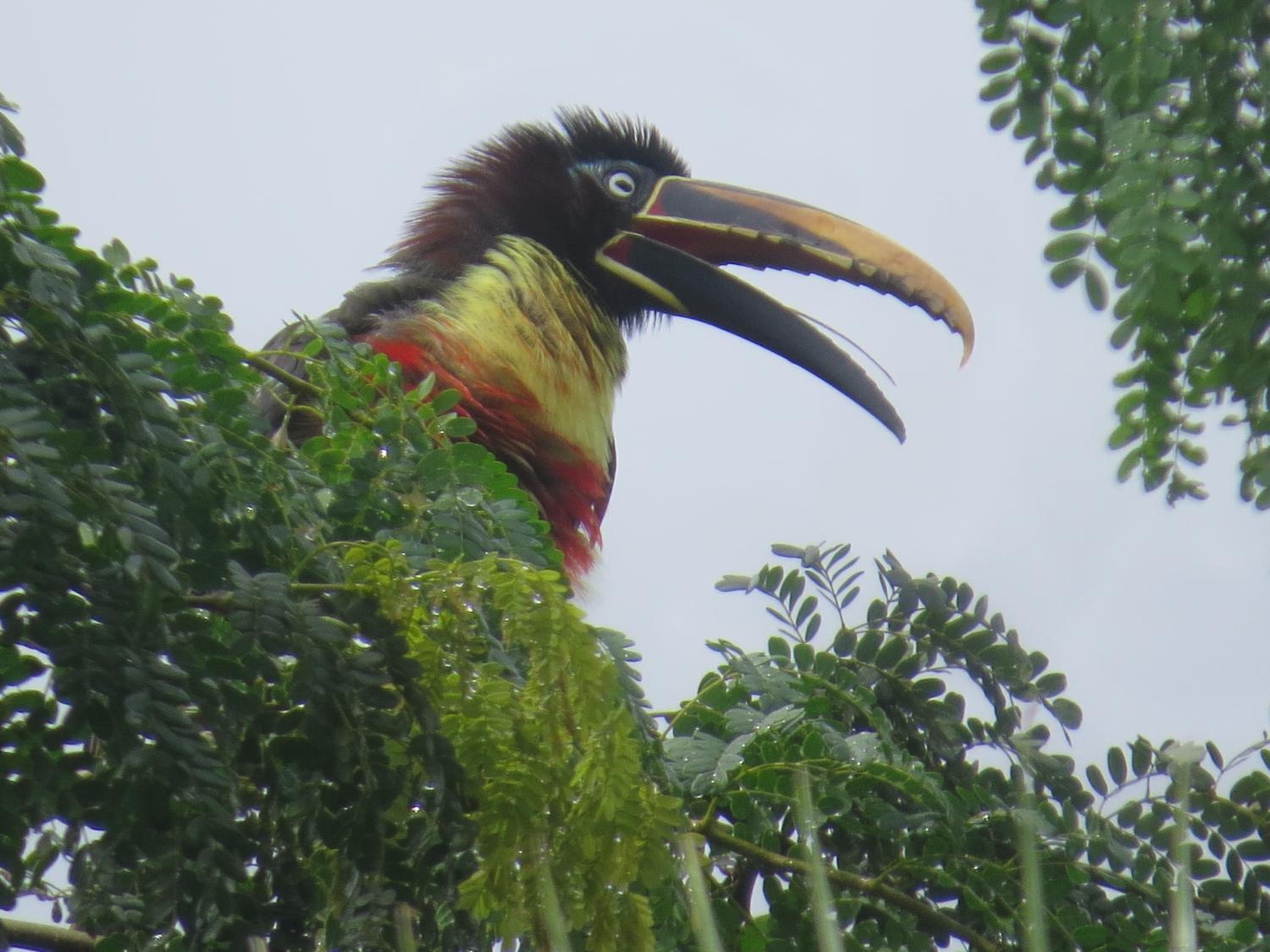 Alta Vista Amazon Lodge