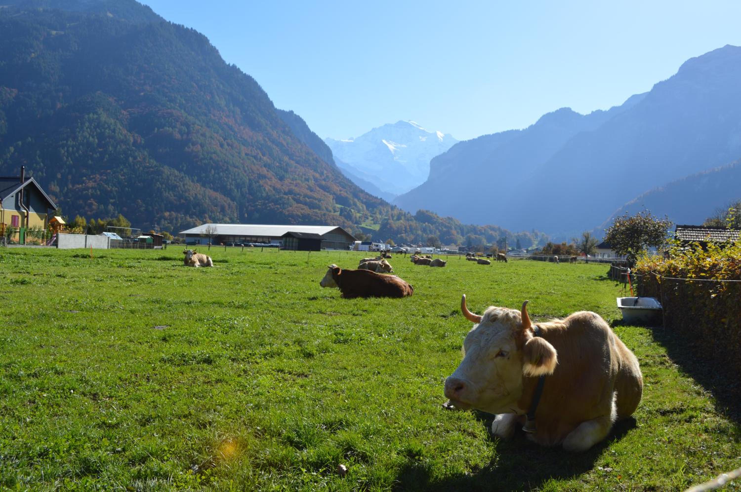 Jungfrau Family Holiday Home