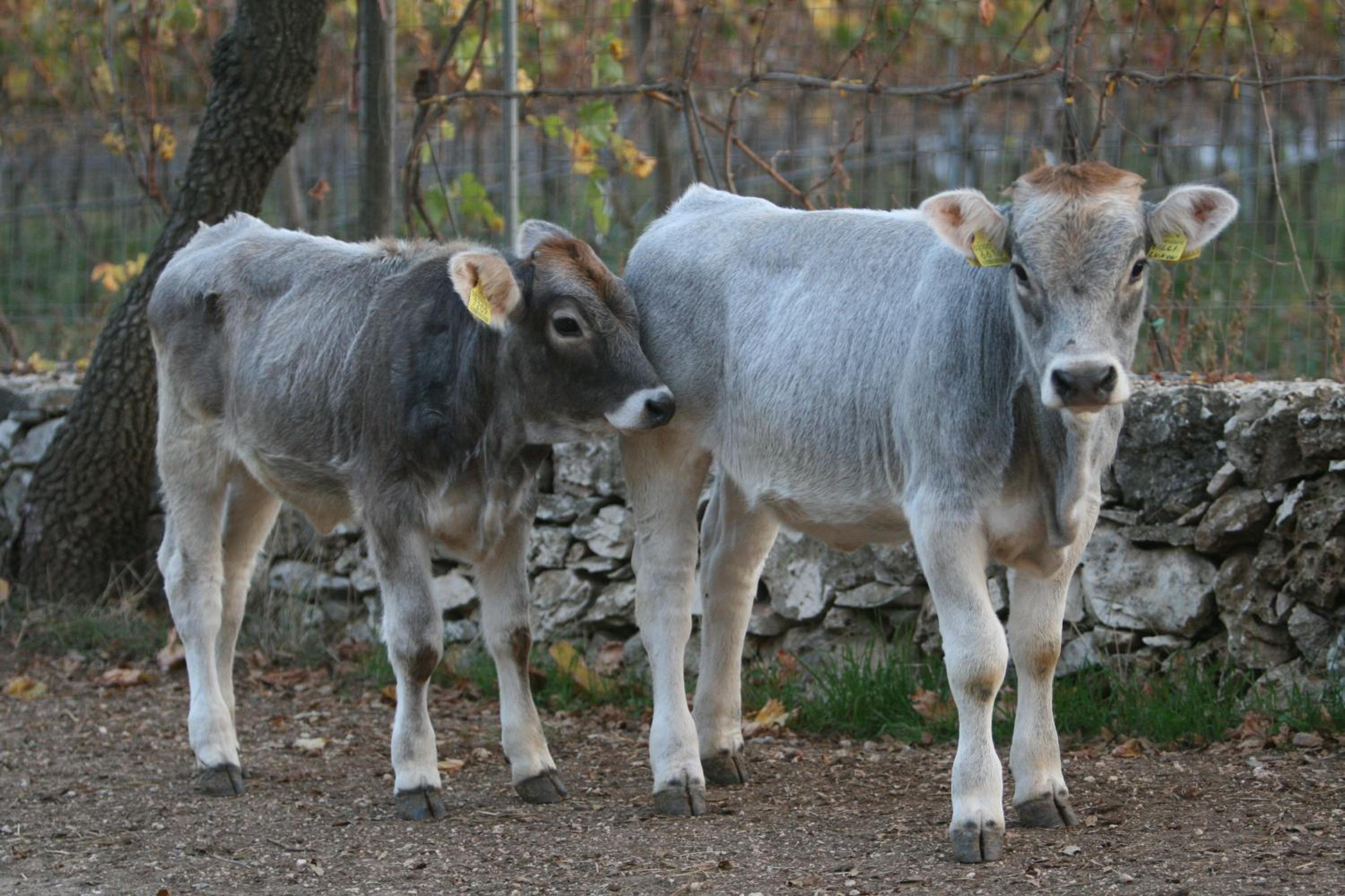 Agriturismo Amicizia